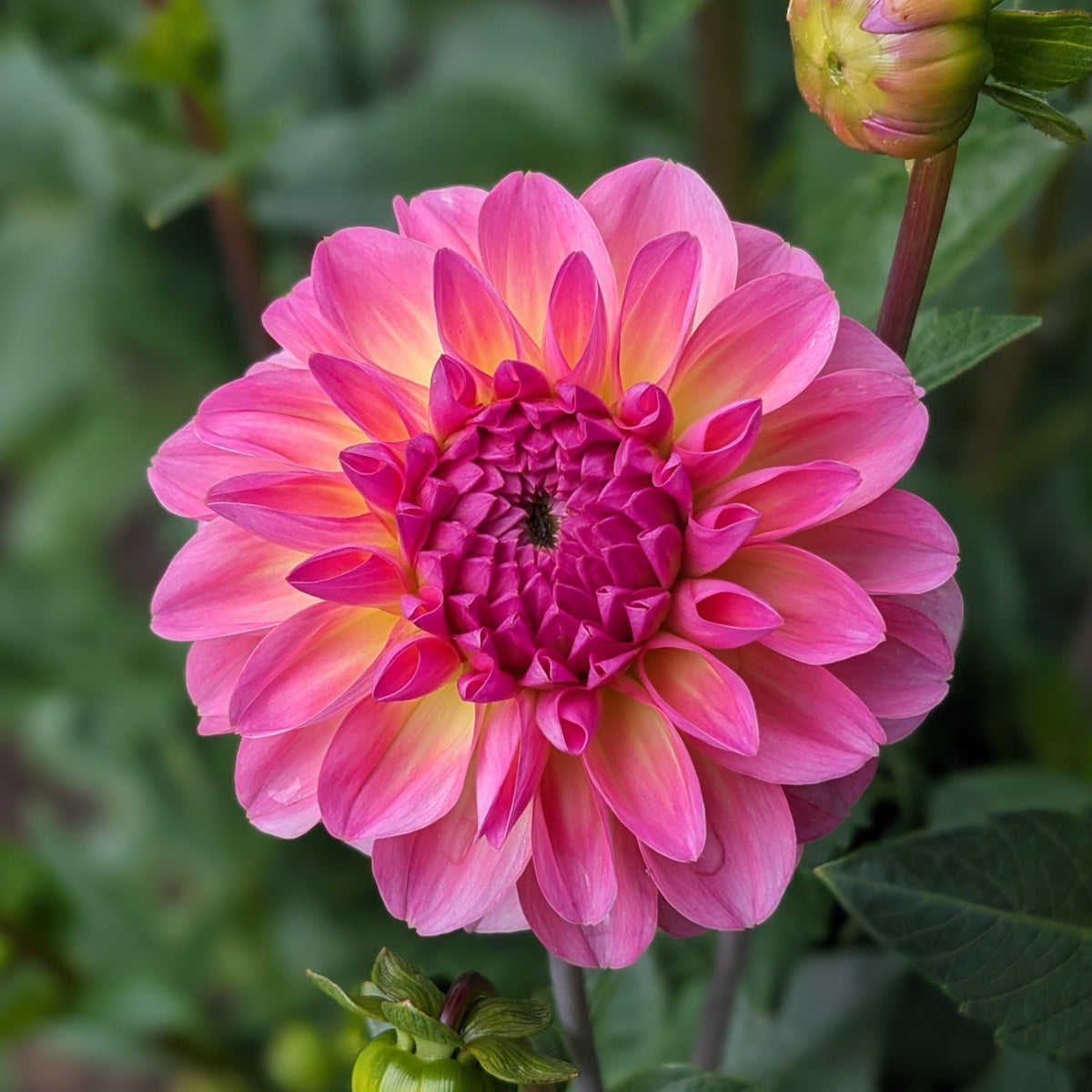 Dahlia - Pretty Please