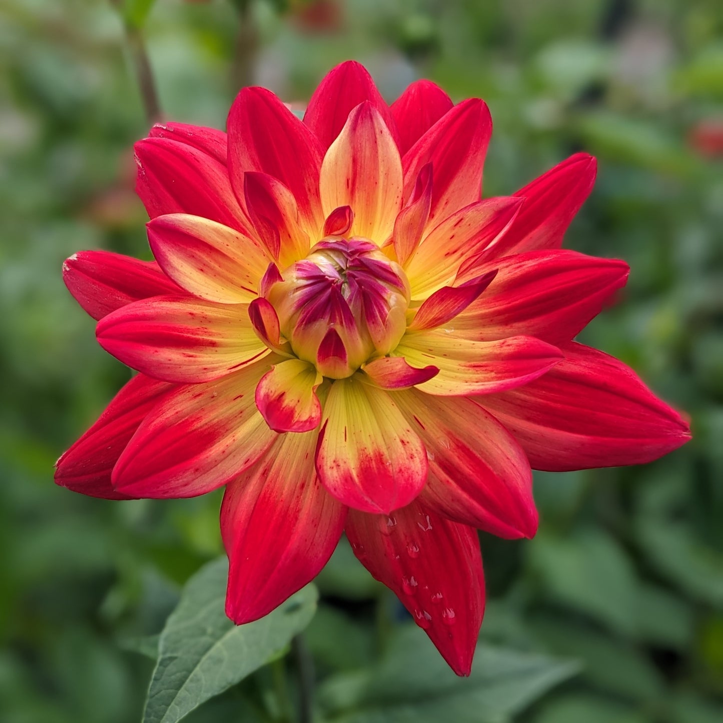 Potted Dahlia - Rainbow Silence