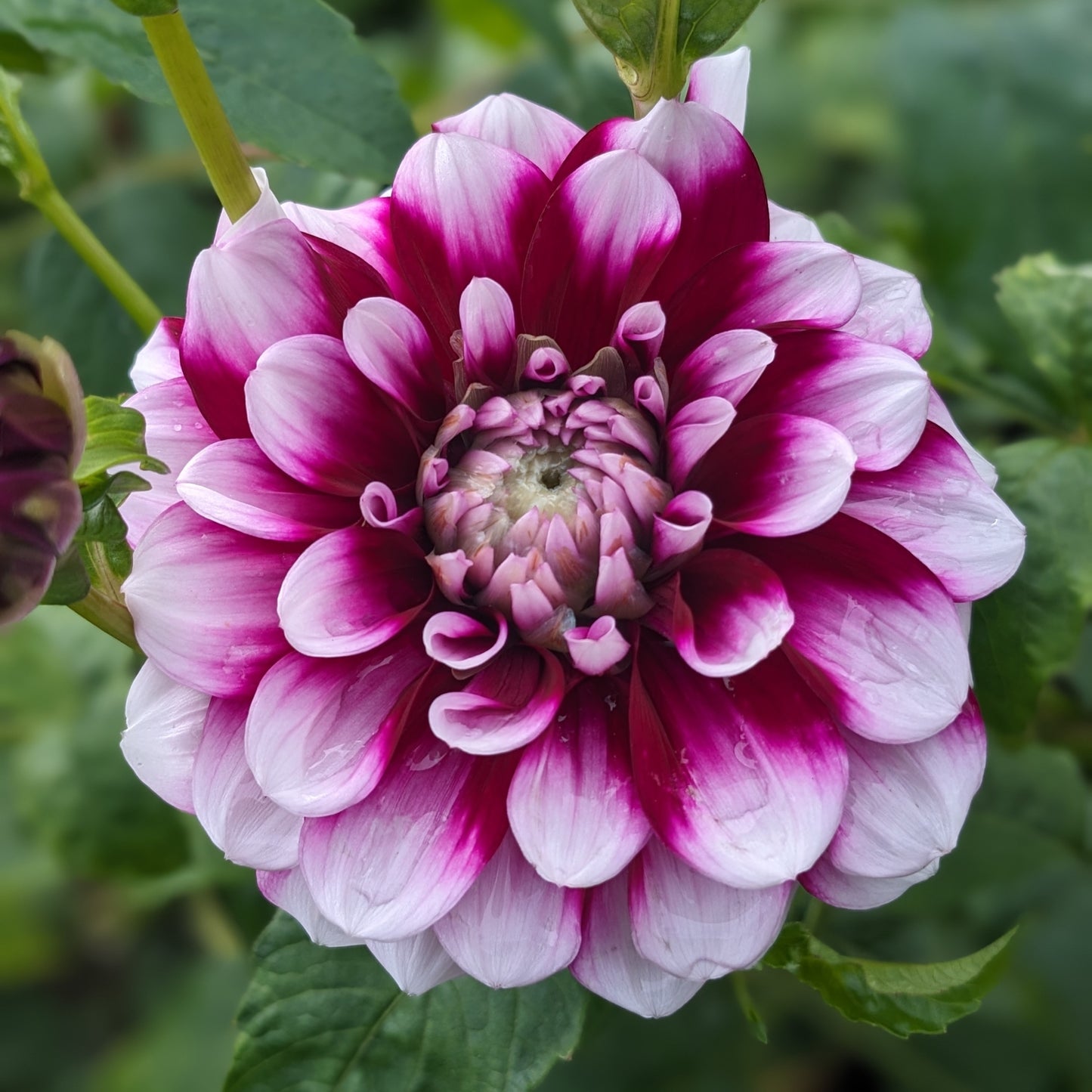 Potted Dahlia - Ryan C