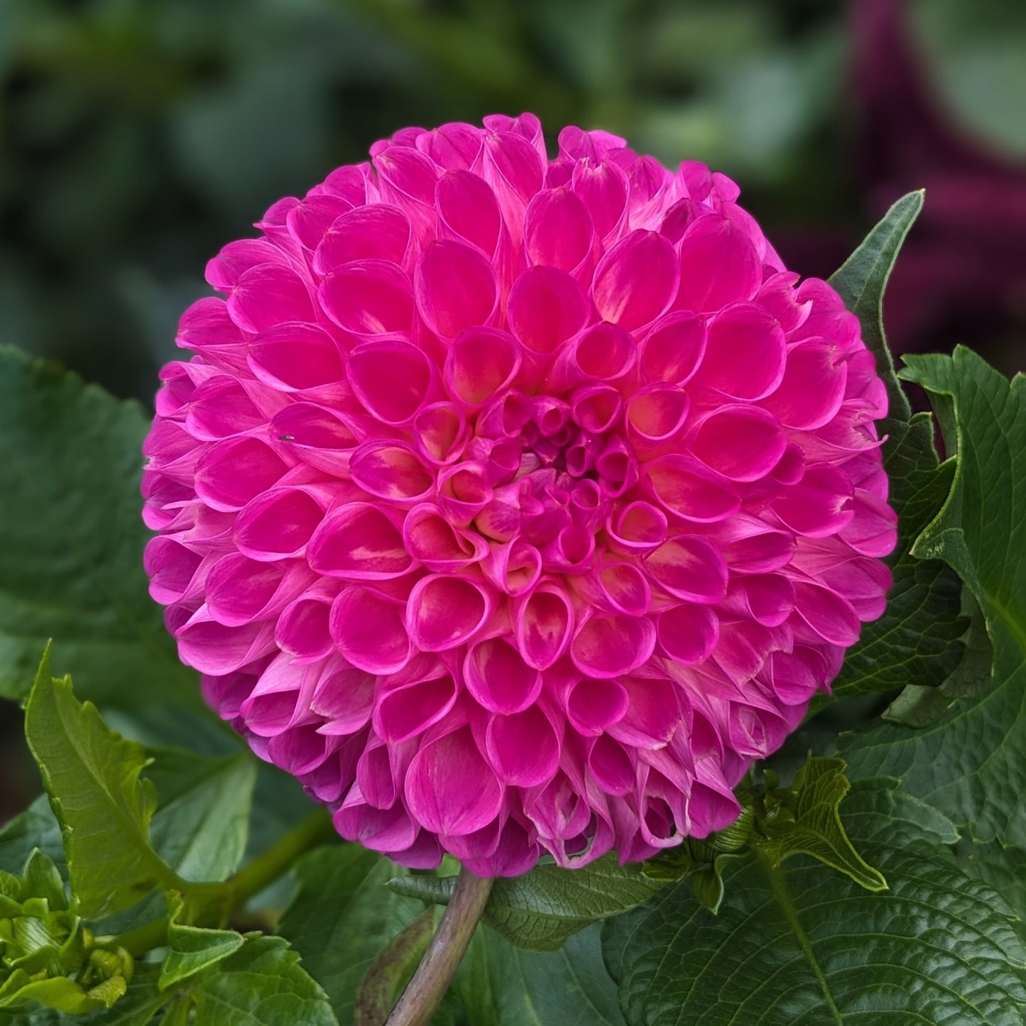 Dahlia - Skipley Lois Jean