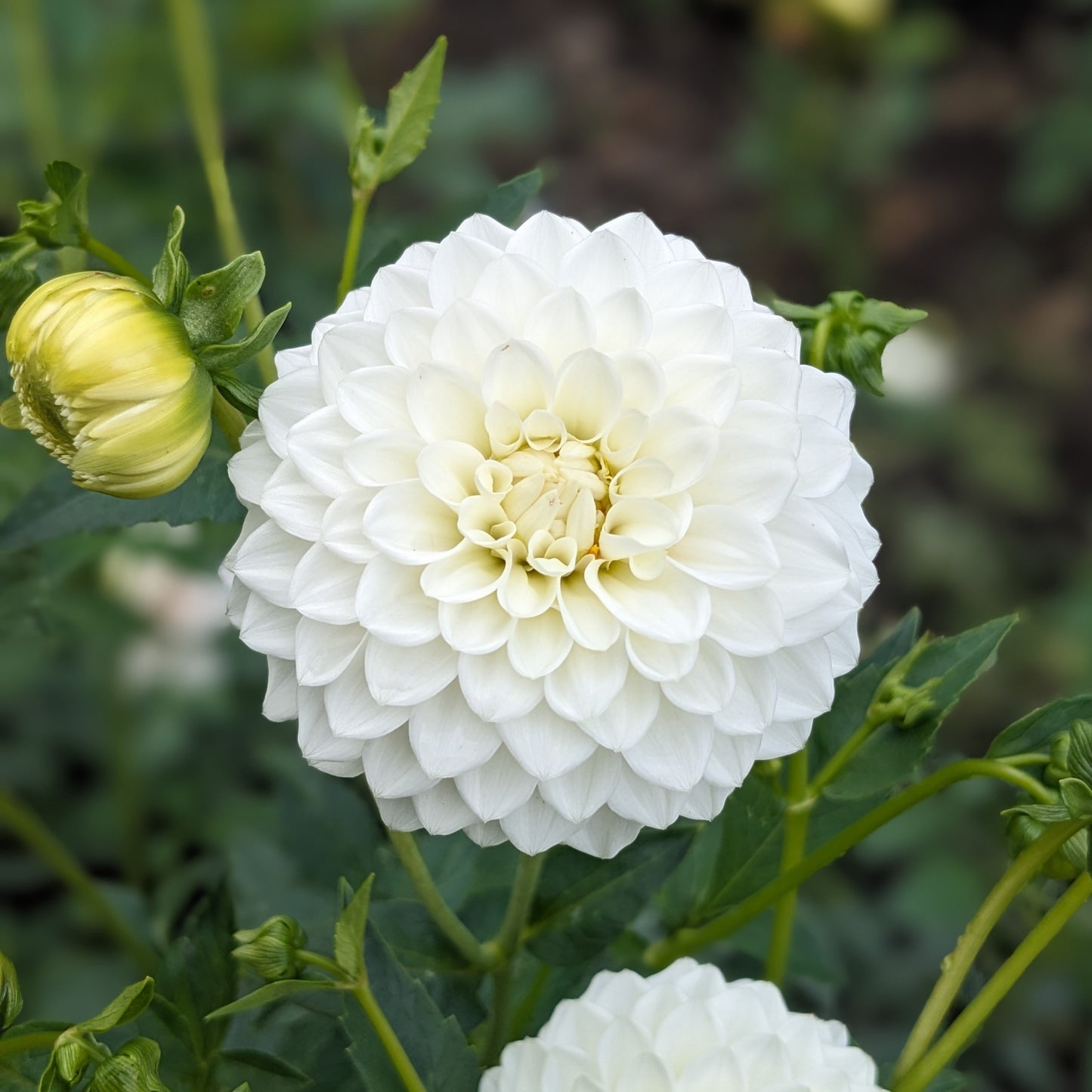 Dahlia - Petra’s Wedding