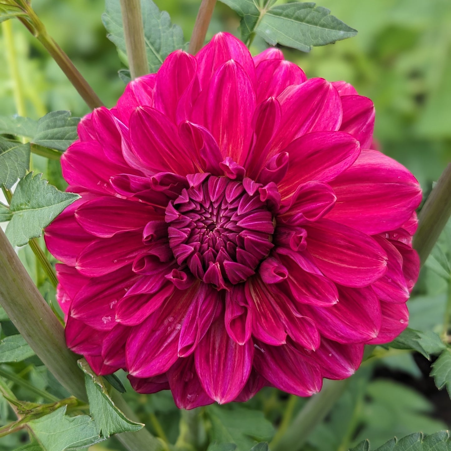 Dahlia - Perch Hill