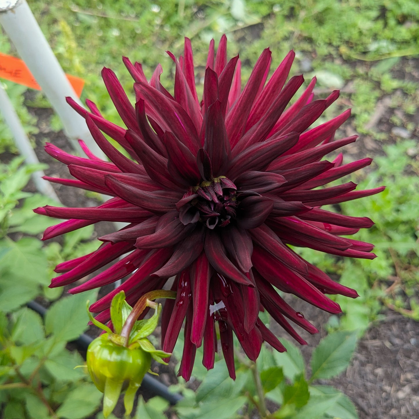 Potted Dahlia - Nuit D’Été
