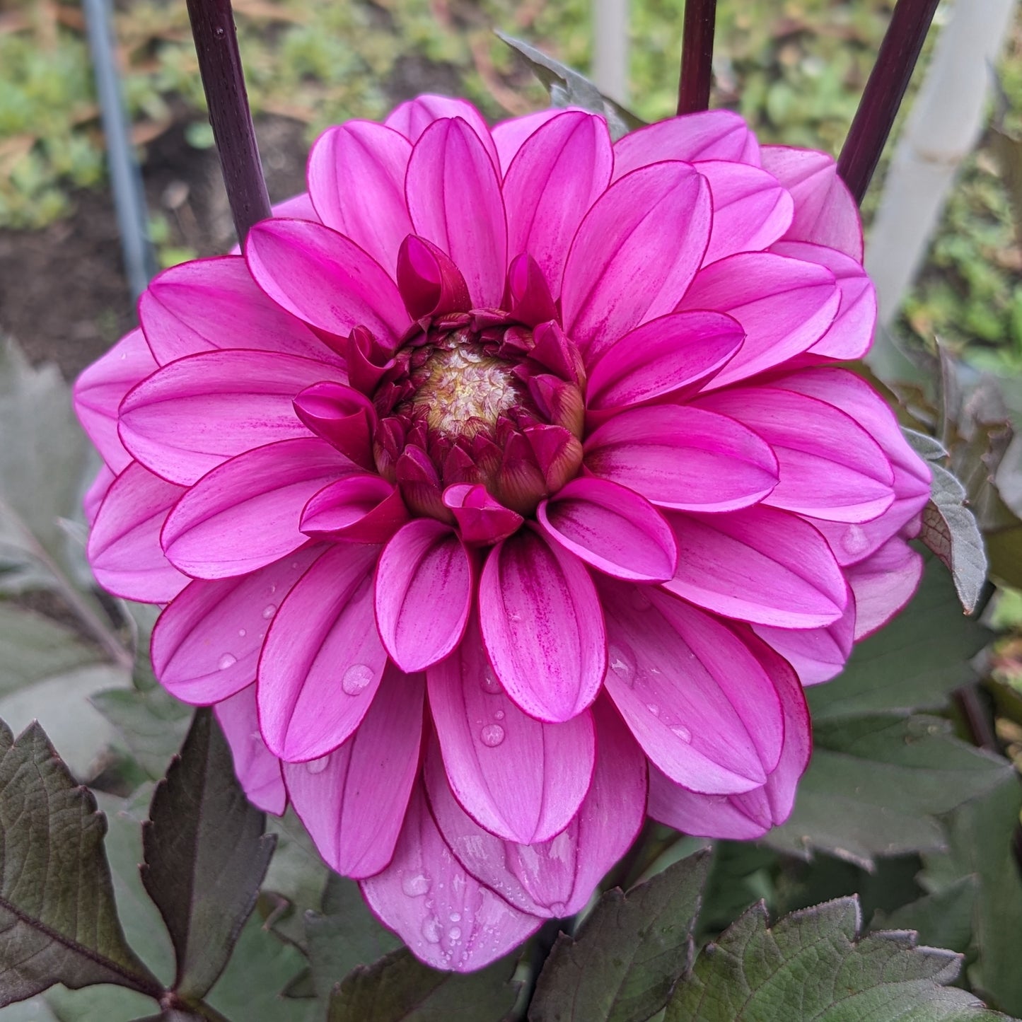 Potted Dahlia - Melissa Anna Marijke