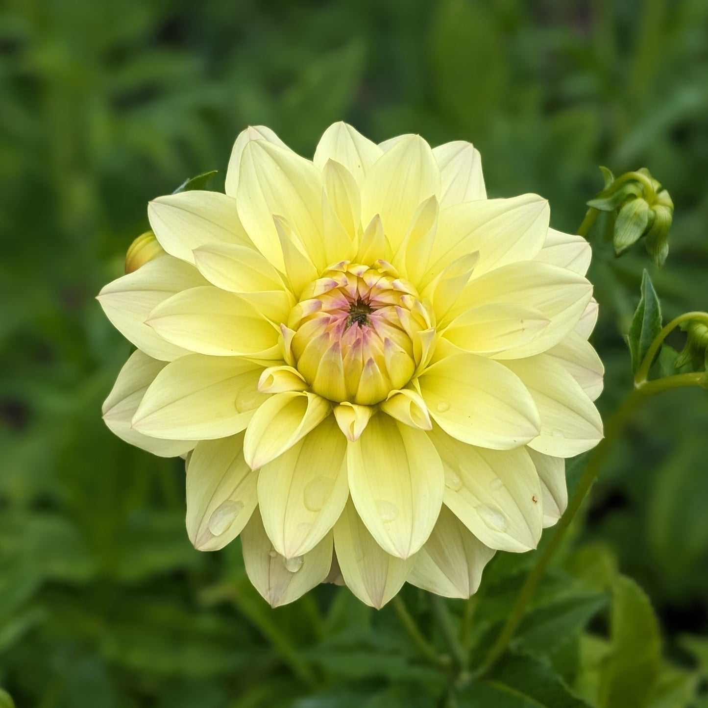 Dahlia - Keating Classic