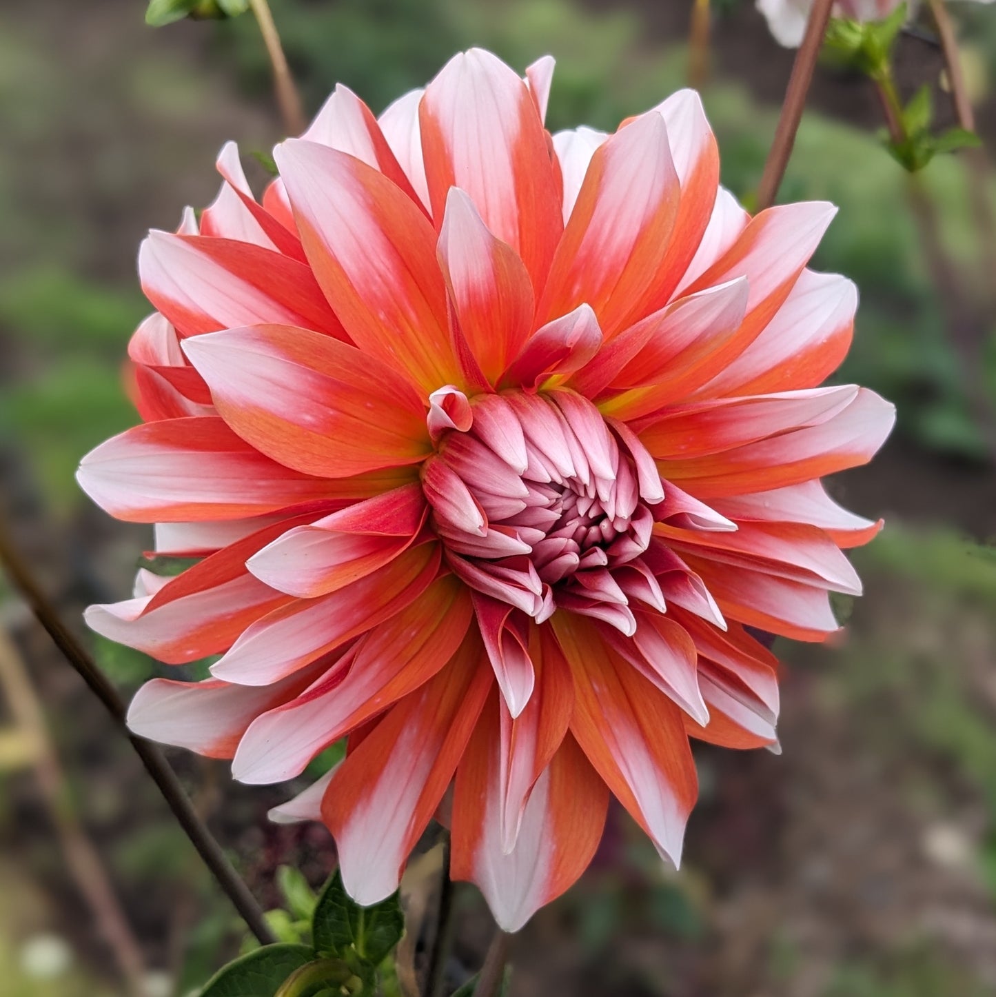 Dahlia - Orange & Snow