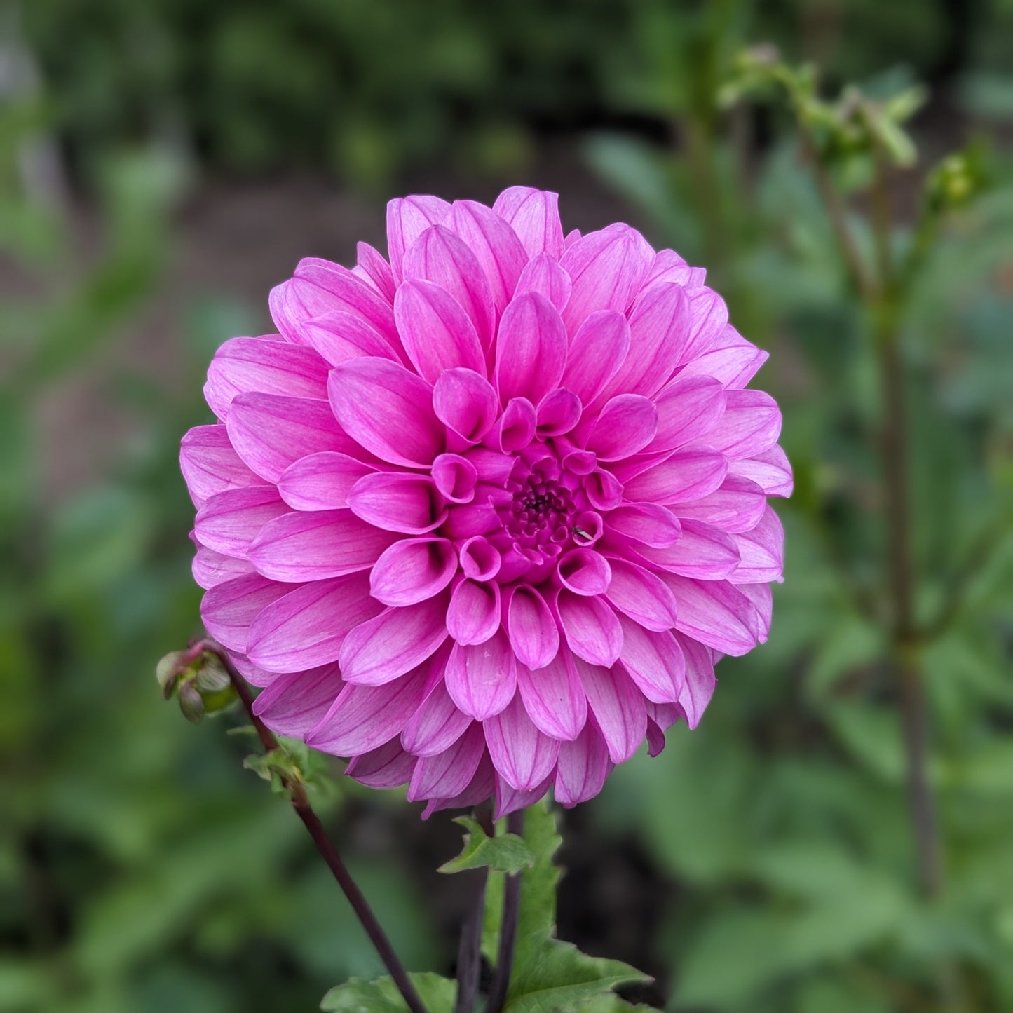 Potted Dahlia - GG’s Alessandro