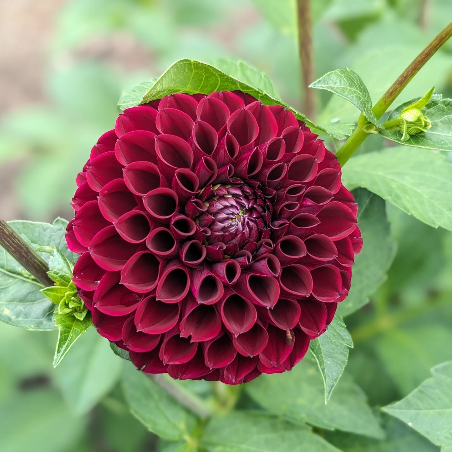 Potted Dahlia - Dark Spirit