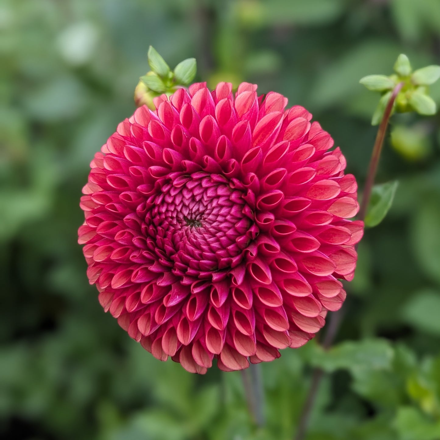 Potted Dahlia - Copper Boy