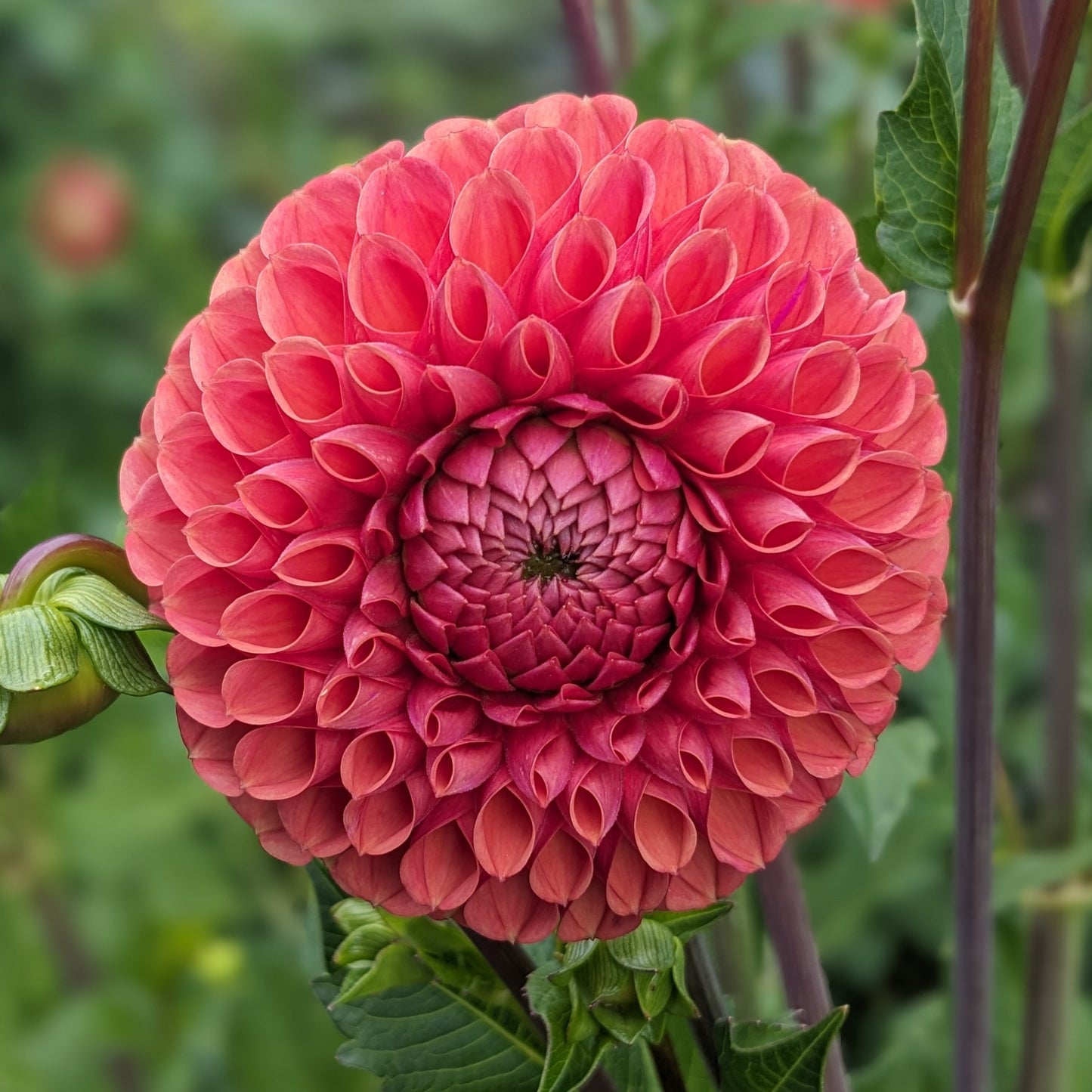 Dahlia - Cornell Bronze