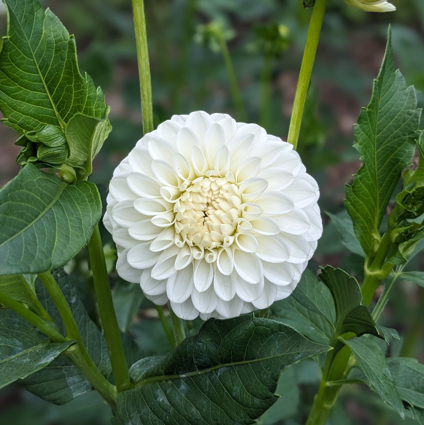 Potted Dahlia - Snowdrop