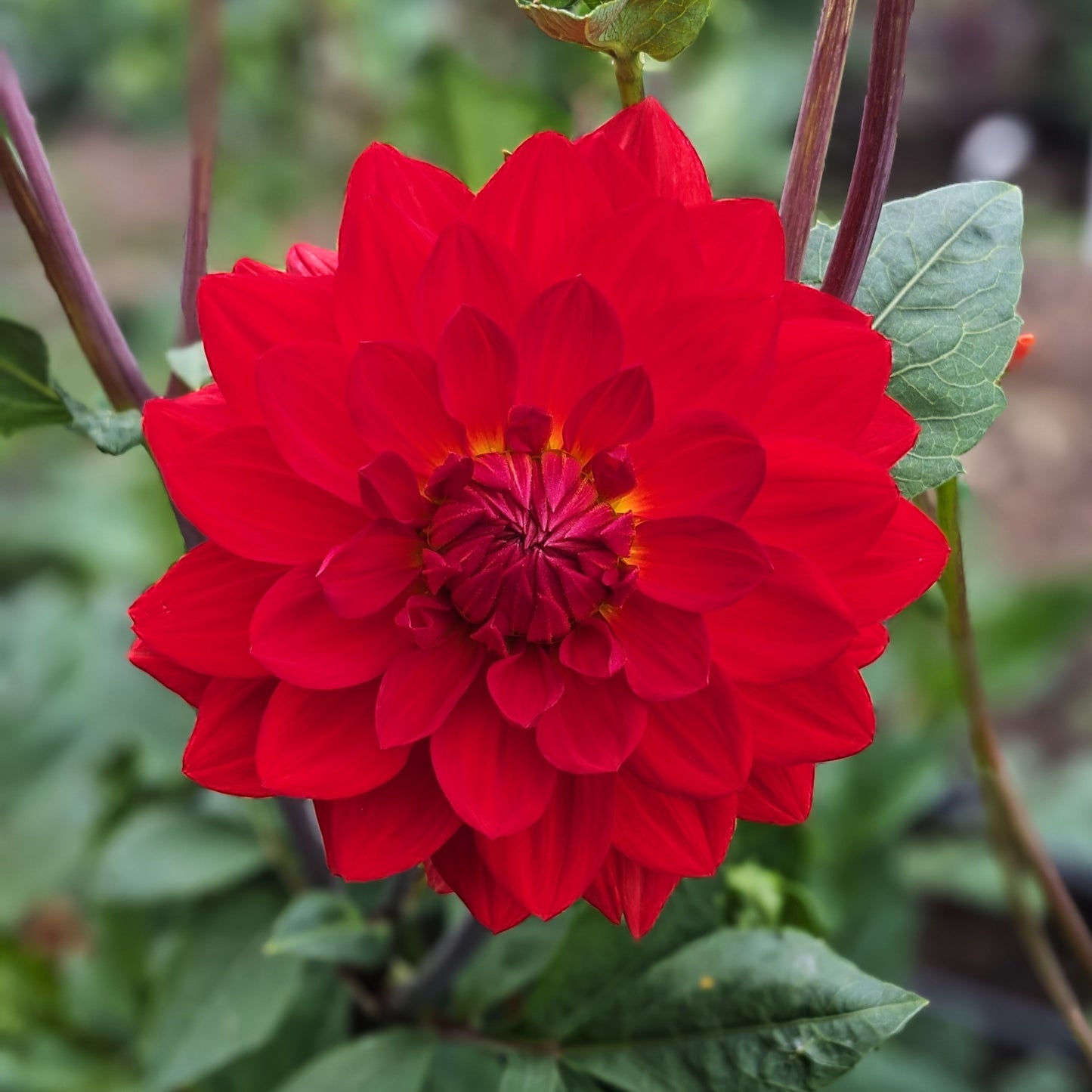 Potted Dahlia - Taratahi Ruby