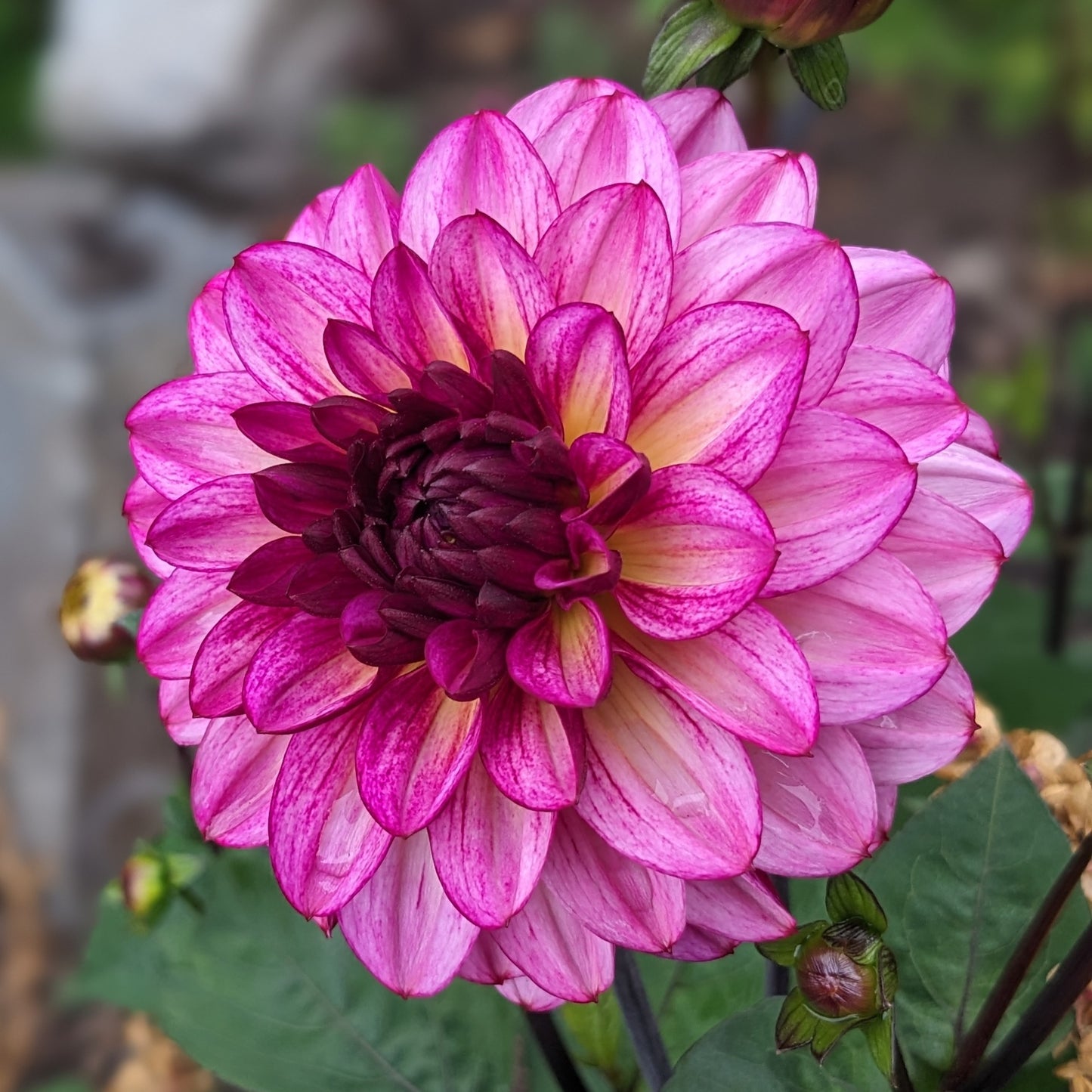Potted Dahlia - Muchacha