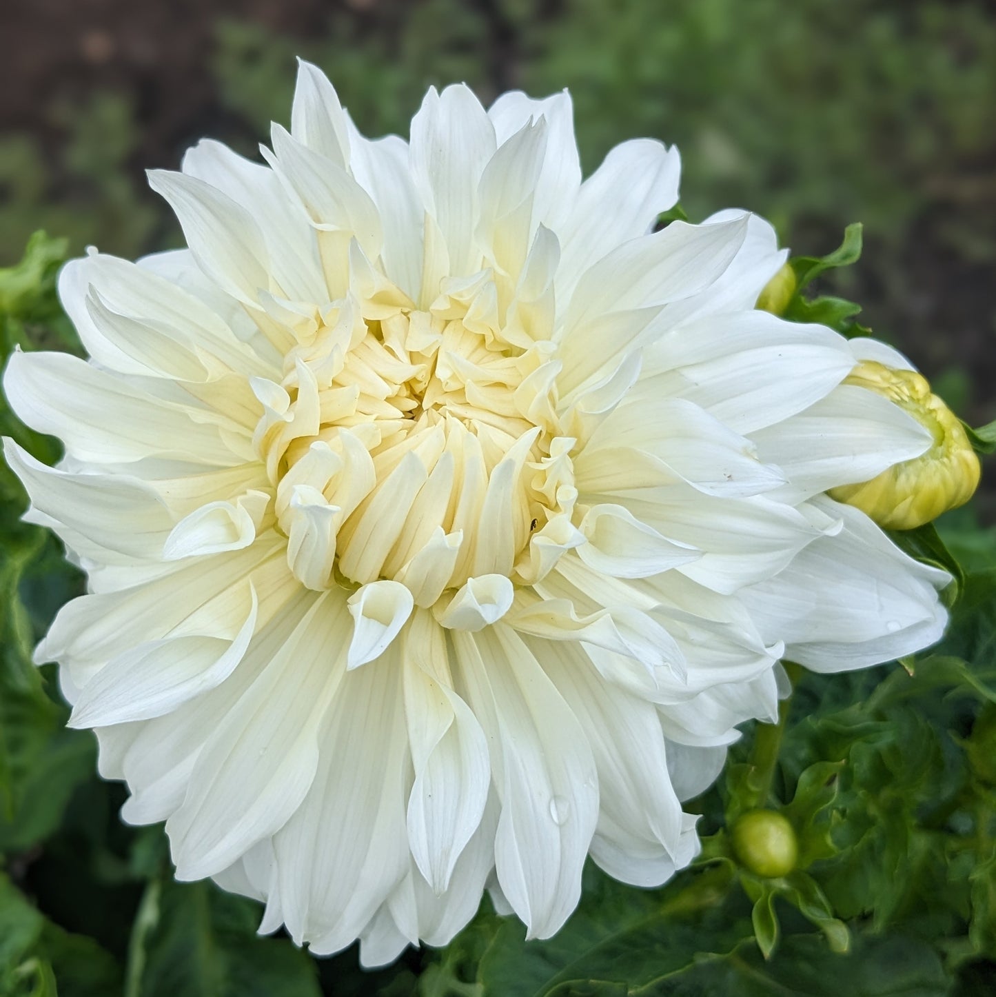 Dahlia - Wyn’s Ghostie