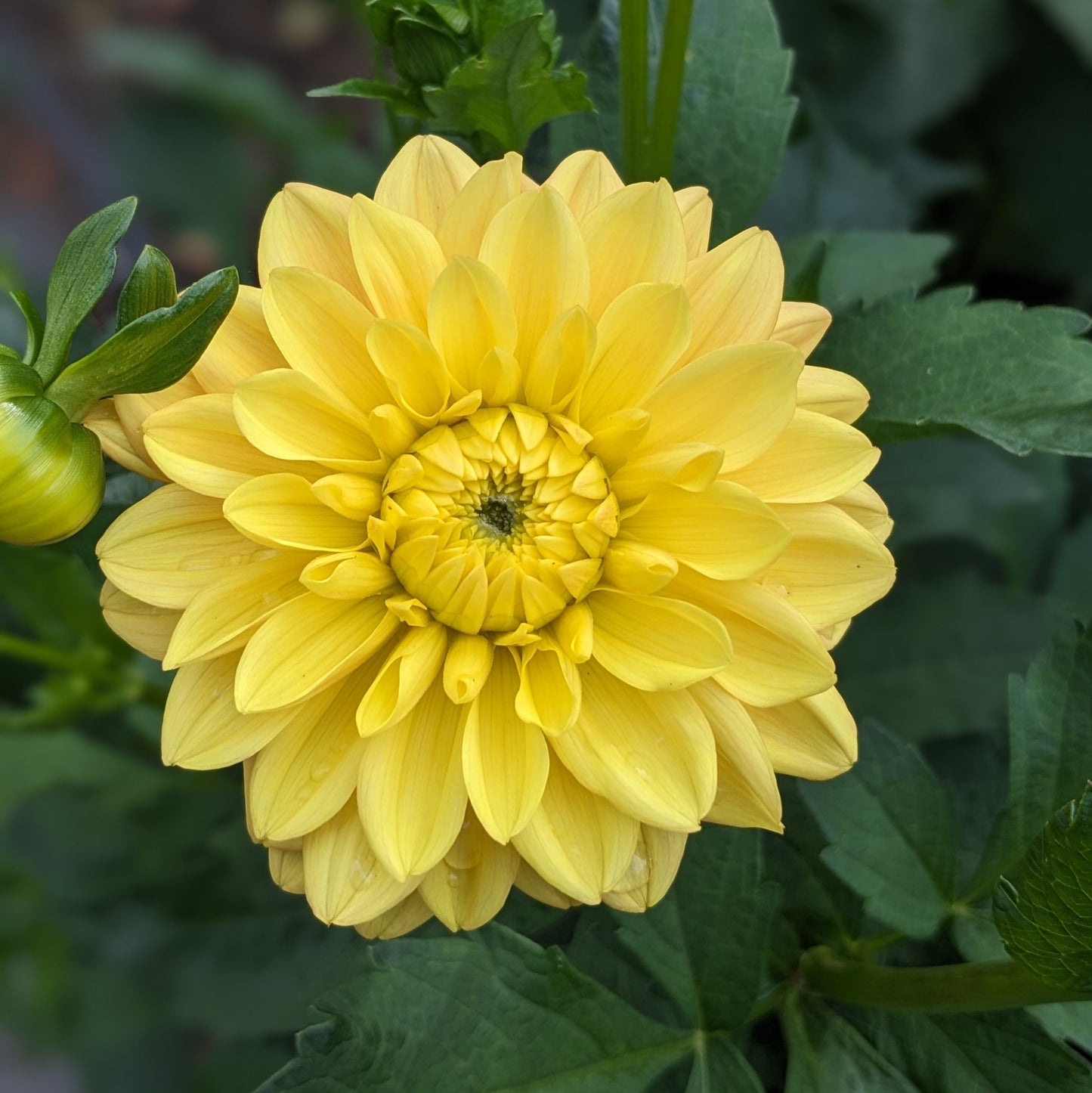 Dahlia - Bocherell