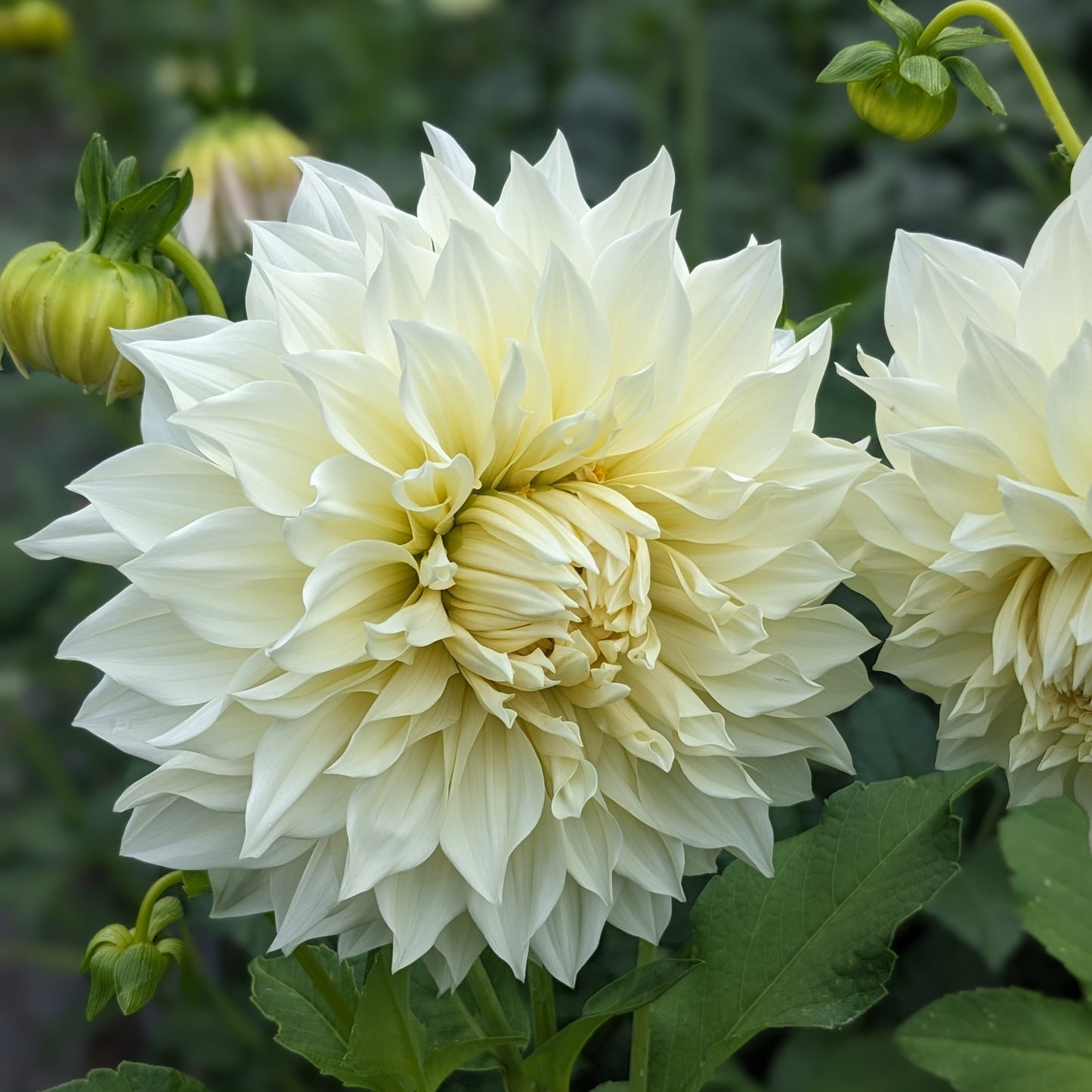 Dahlia - Café Au Lait Supreme