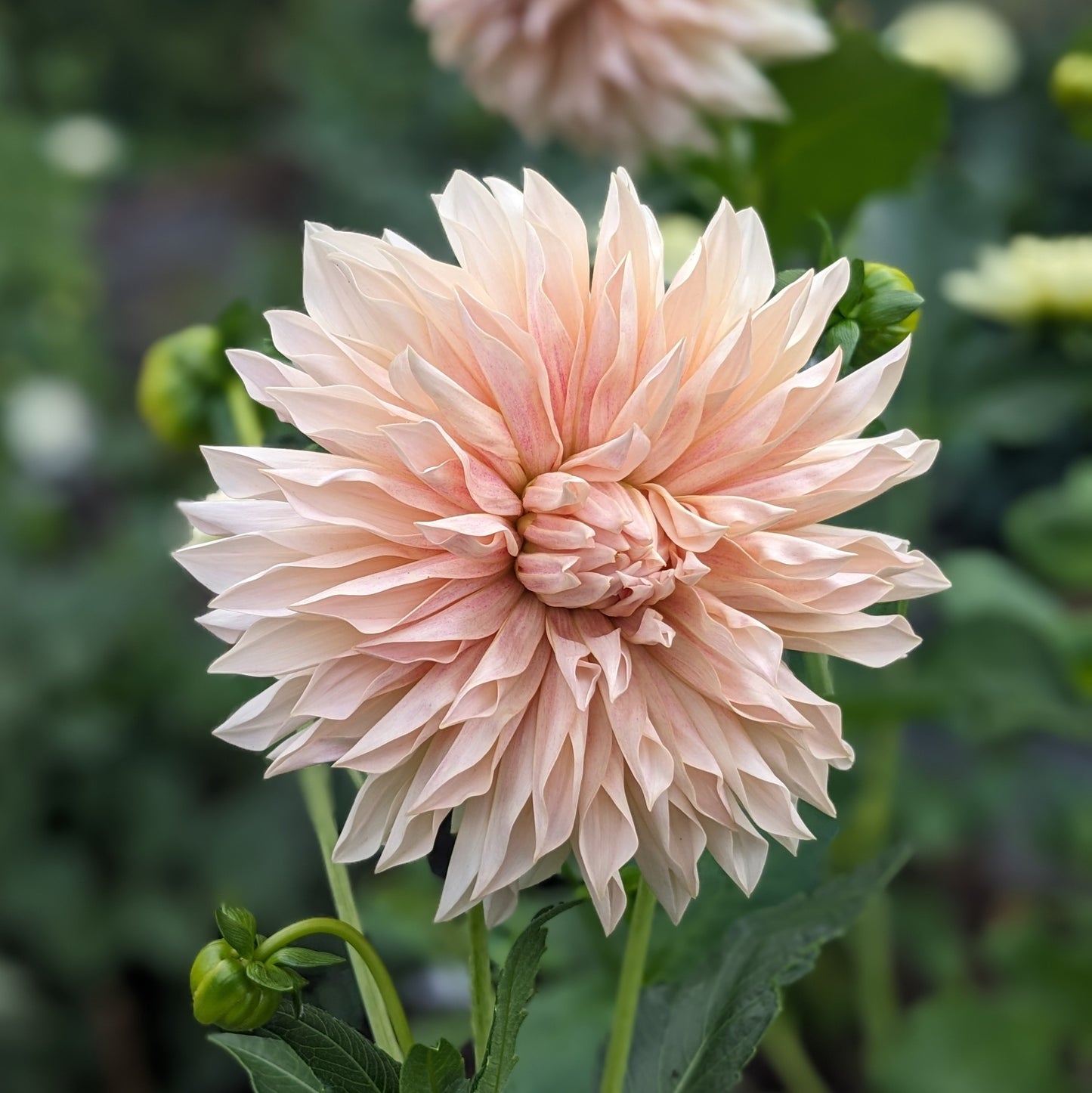 Dahlia - Café De Paris