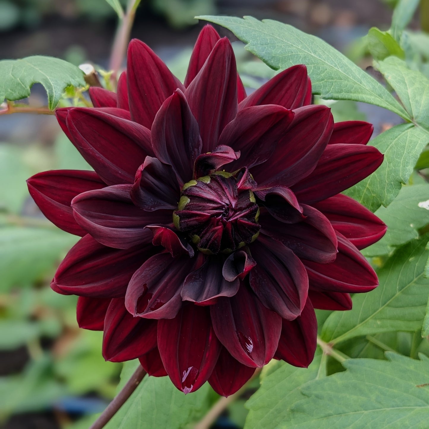 Dahlia - Hollyhill Black Beauty