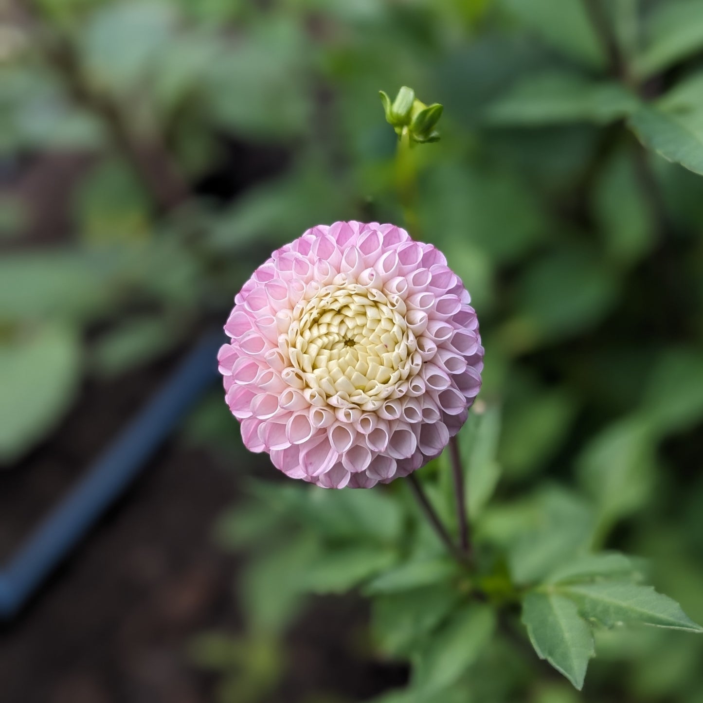 Dahlia - Maaike