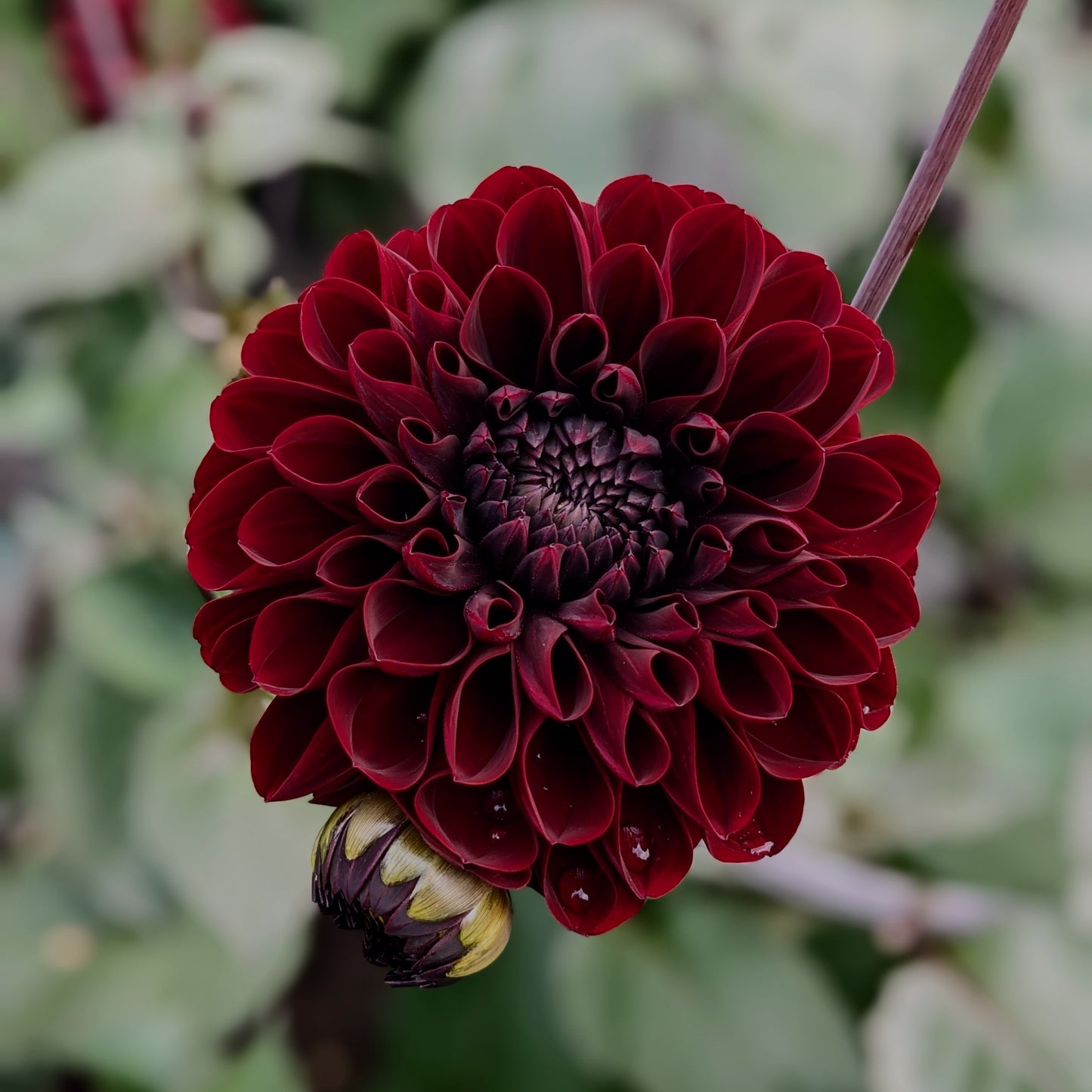 Dahlia - Manoa