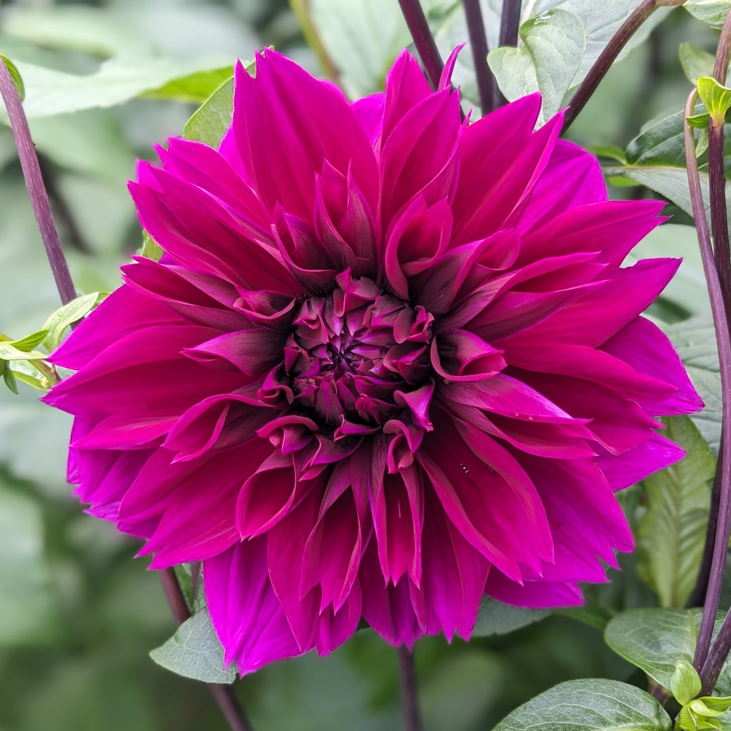 Potted Dahlia - Thomas Edison