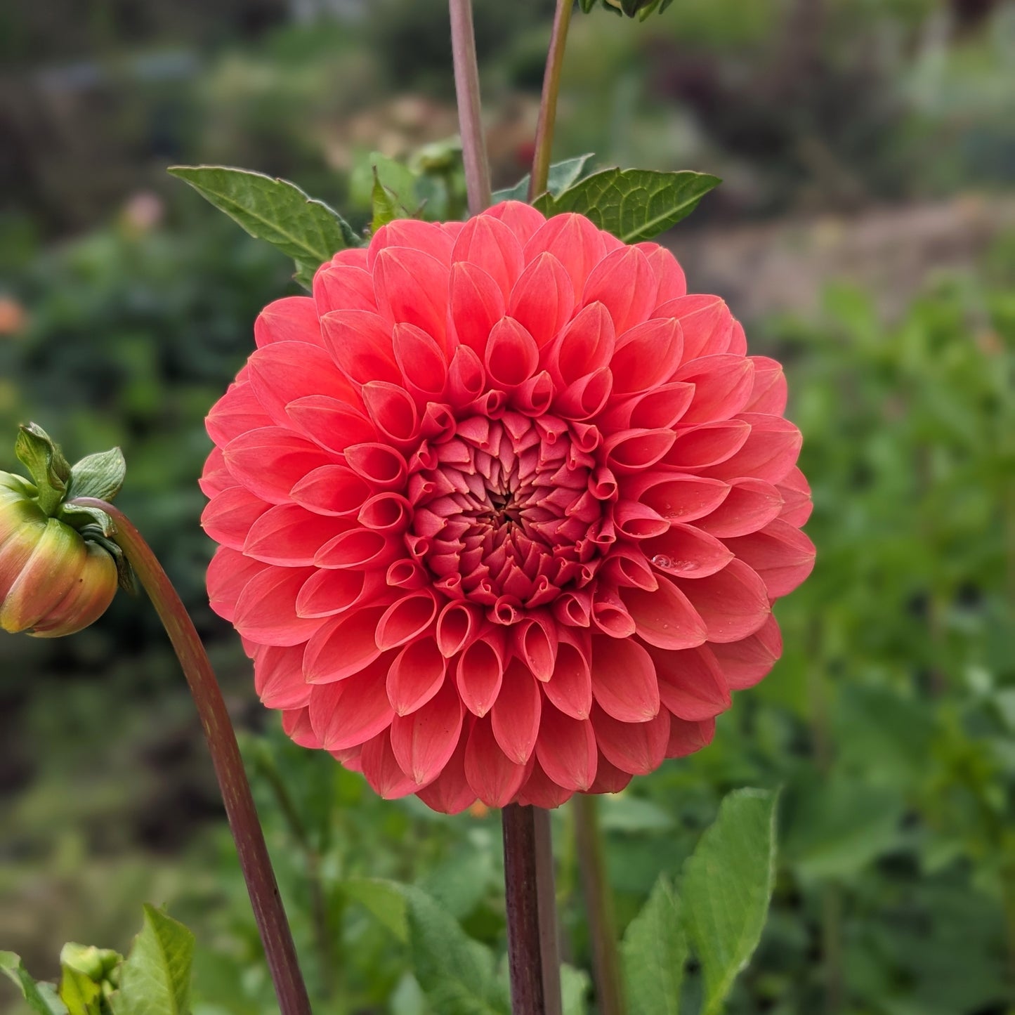 Dahlia - Camano Roo