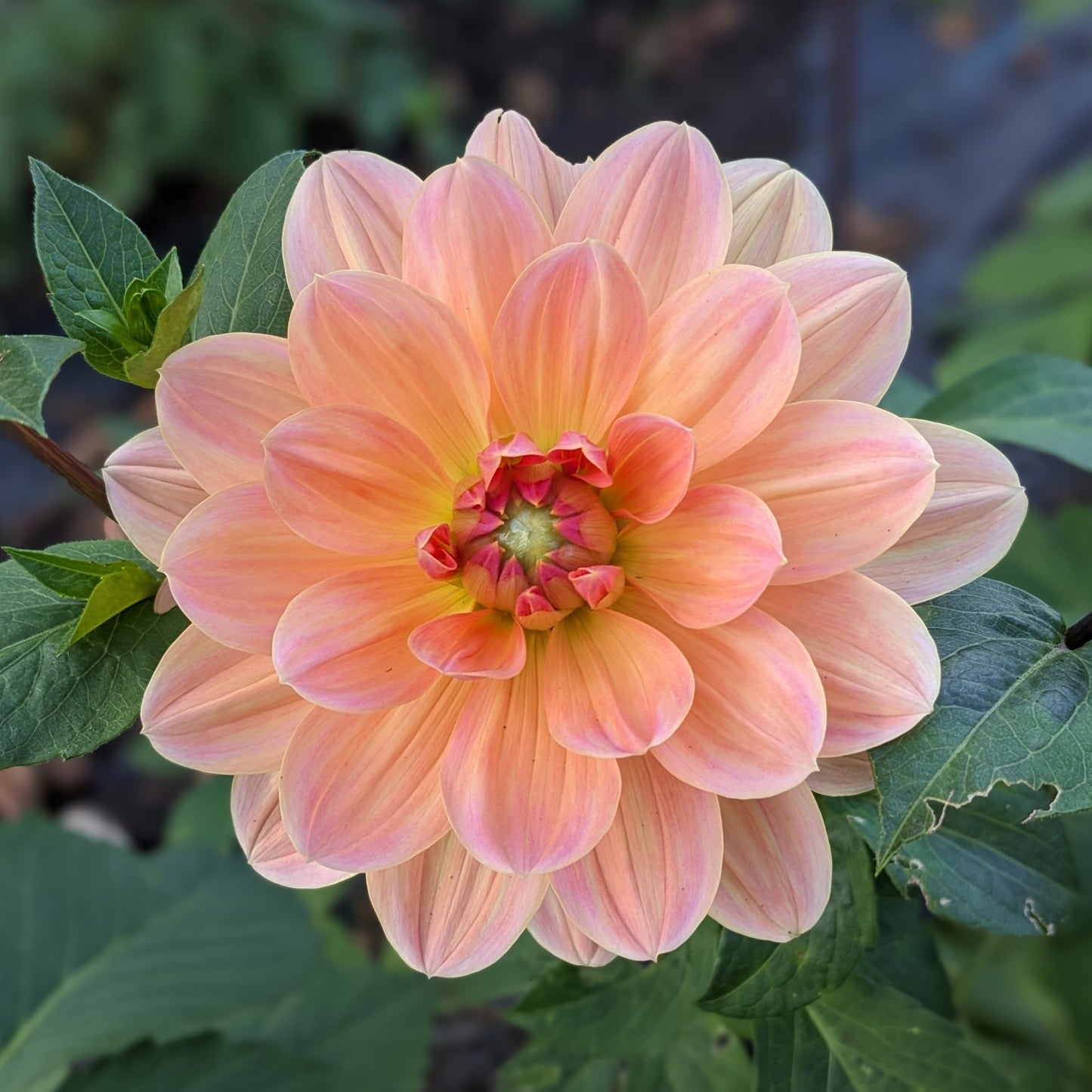 Dahlia - Mister Frans