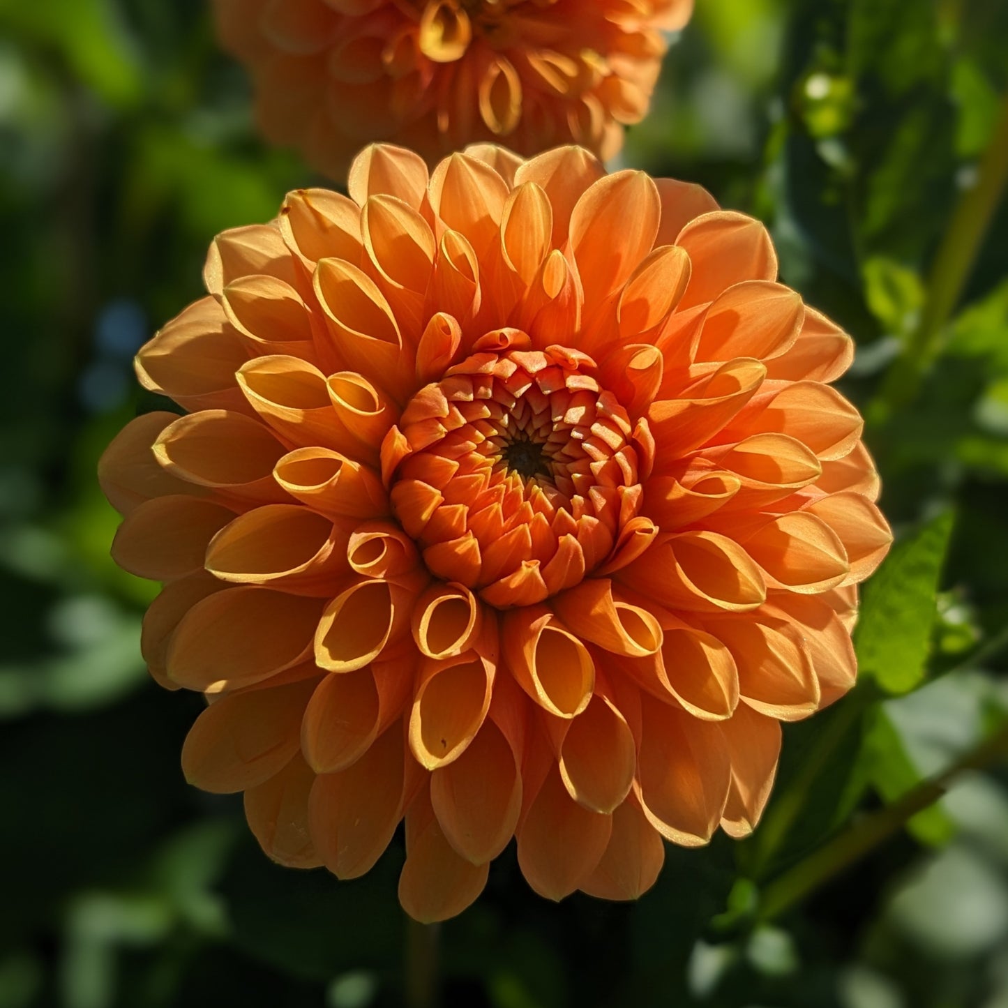 Potted Dahlia - Sylvia / Maarn