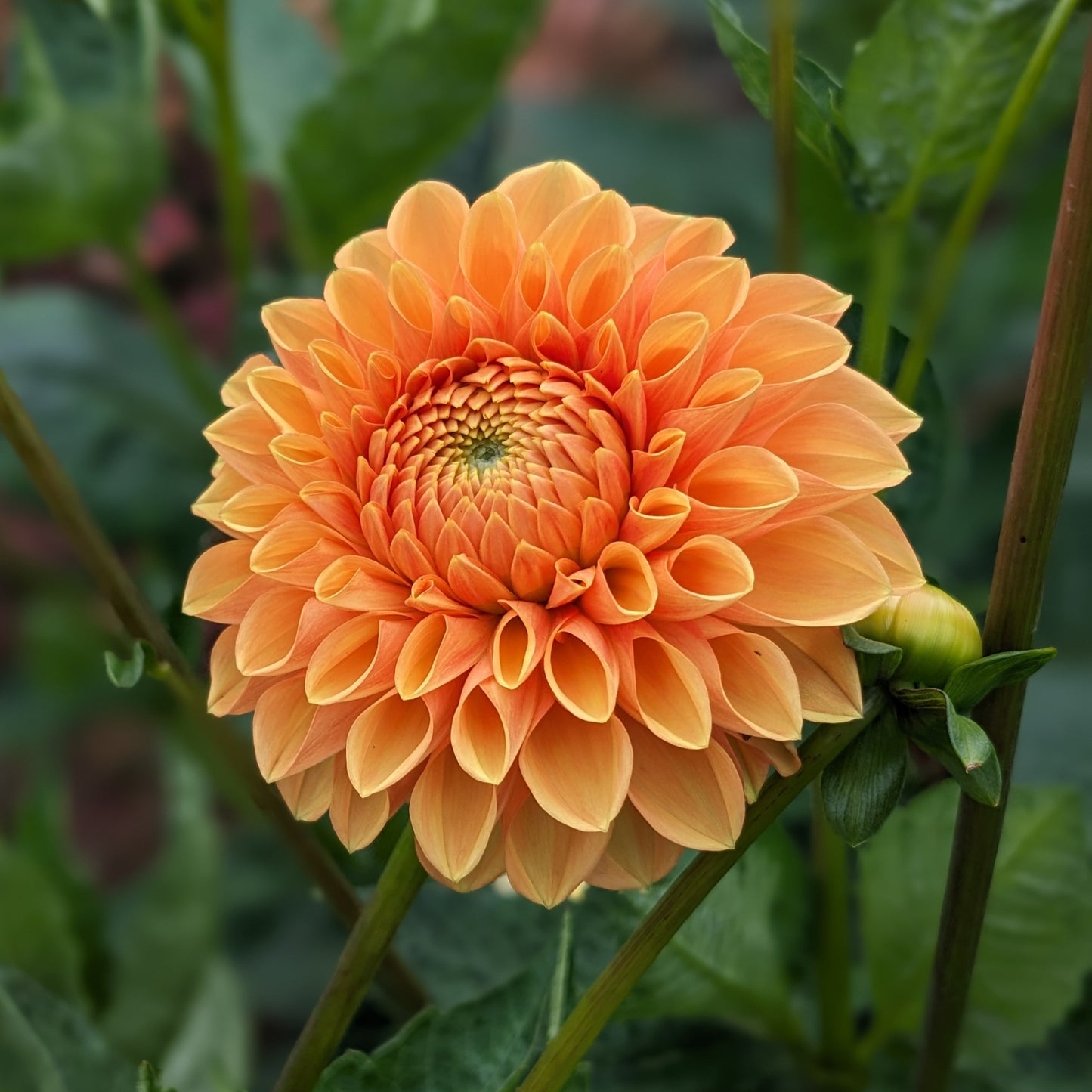 Potted Dahlia - Sylvia / Maarn