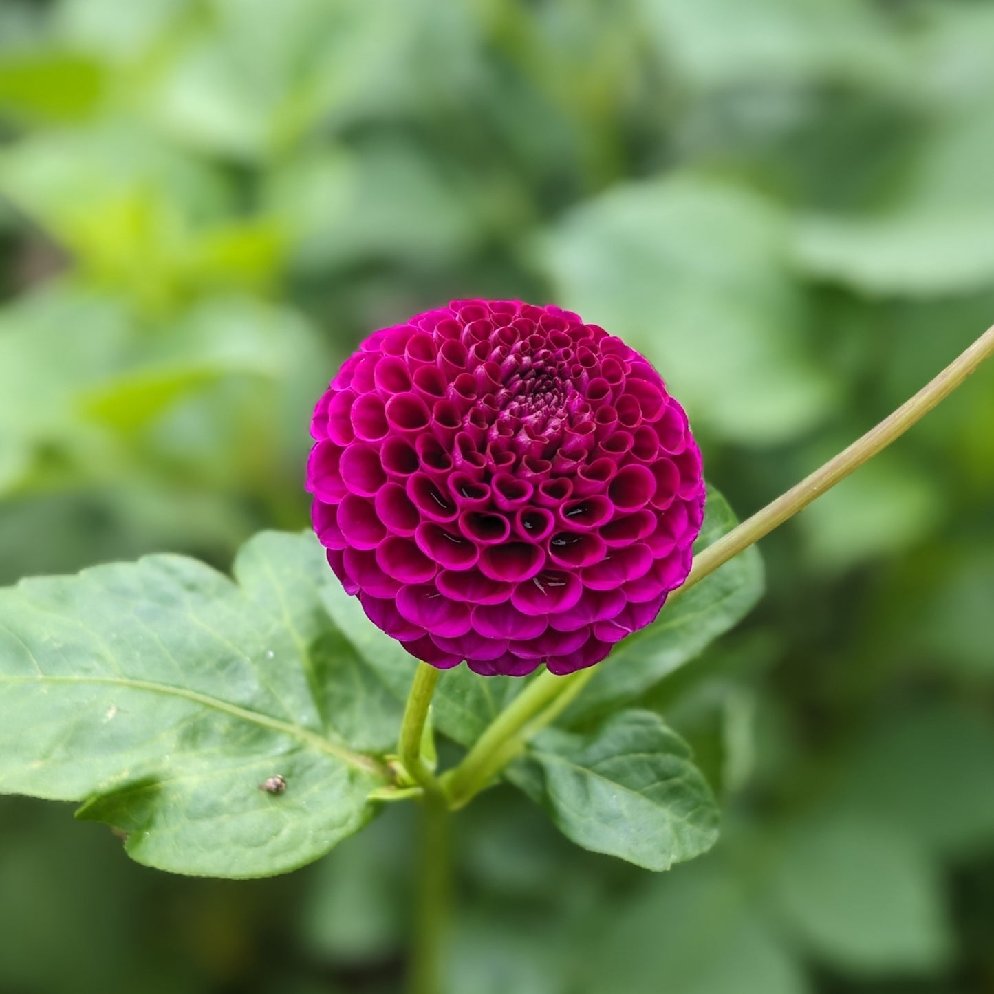 Potted Dahlia - Rocco