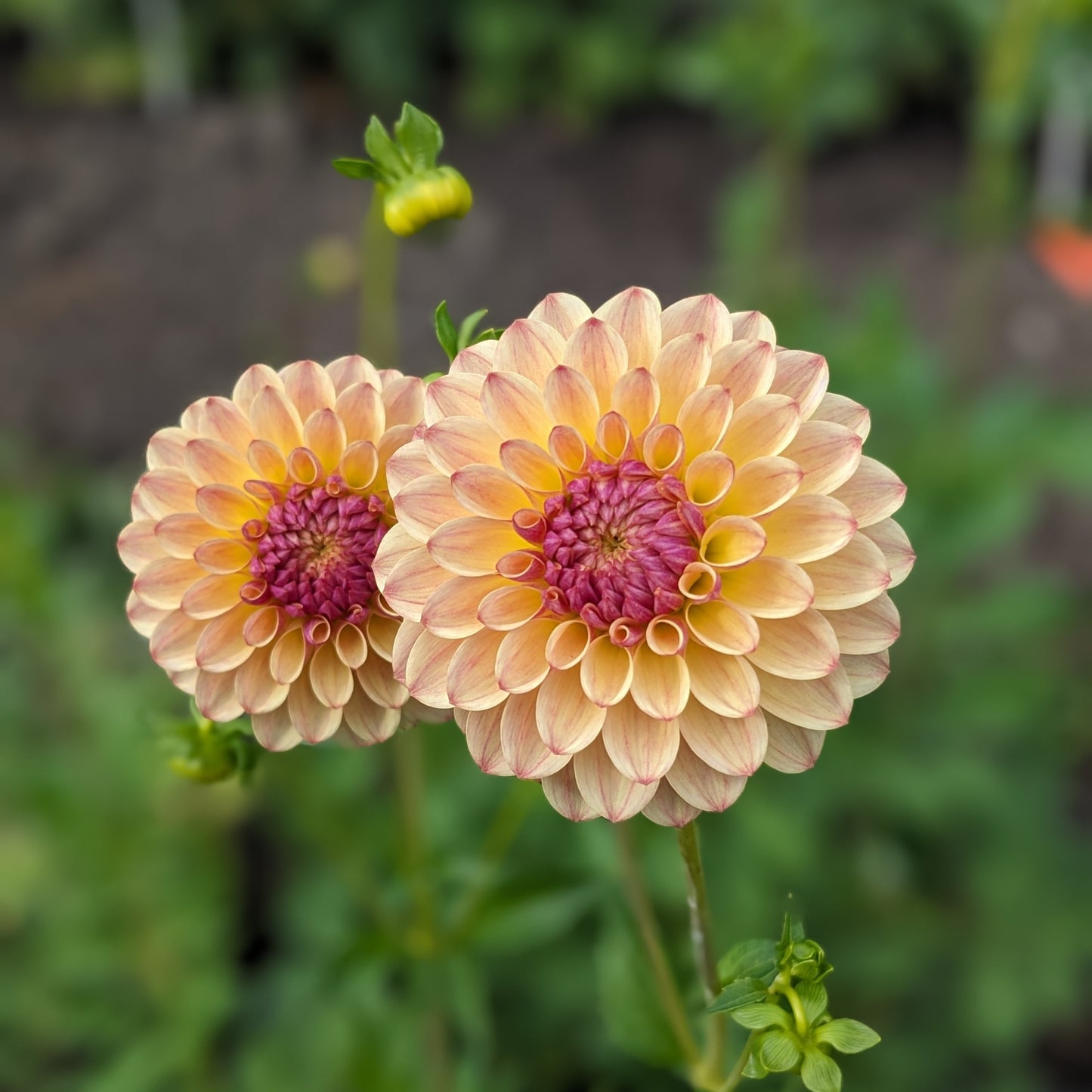 Dahlia - Lark’s Ebbe