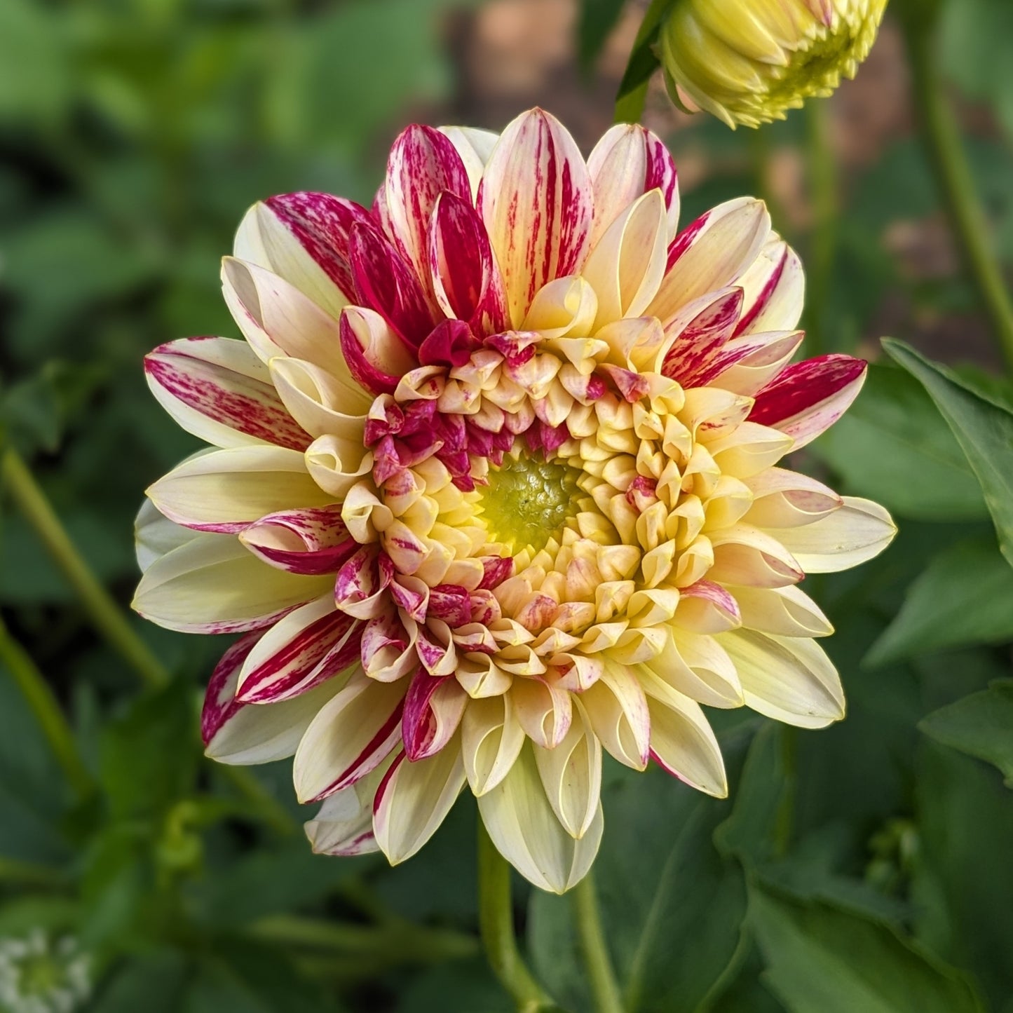 Potted Dahlia - Innocent Silence