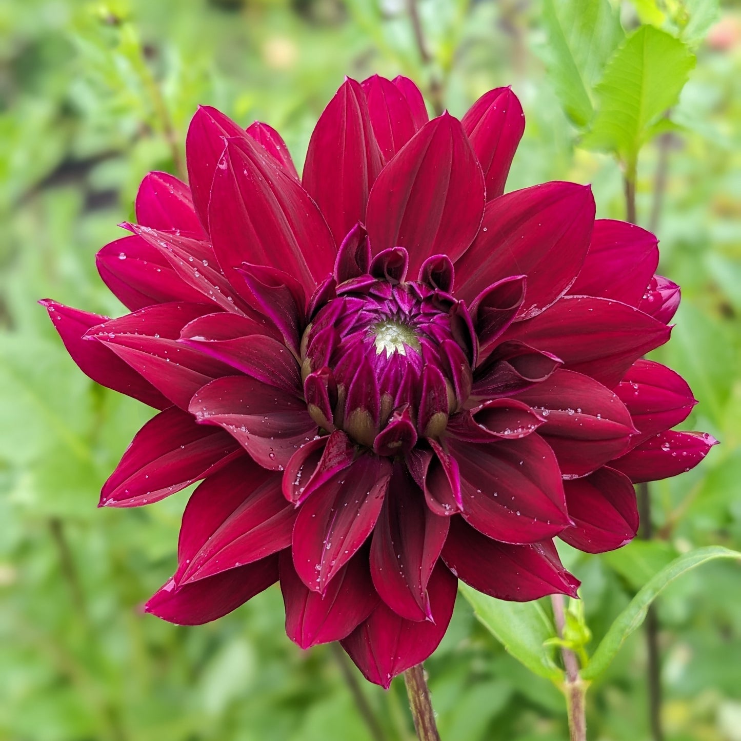 Potted Dahlia - Rip City