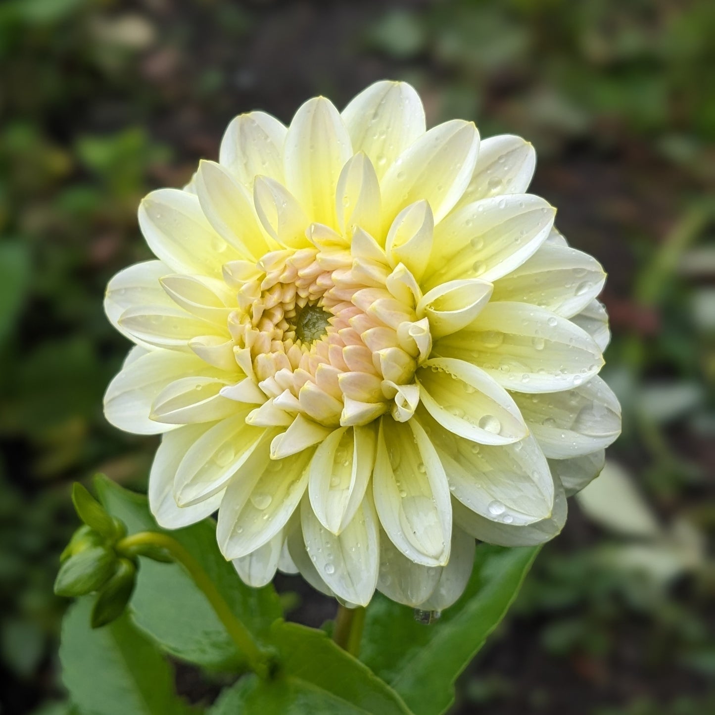 Potted Dahlia - Innocent Silence