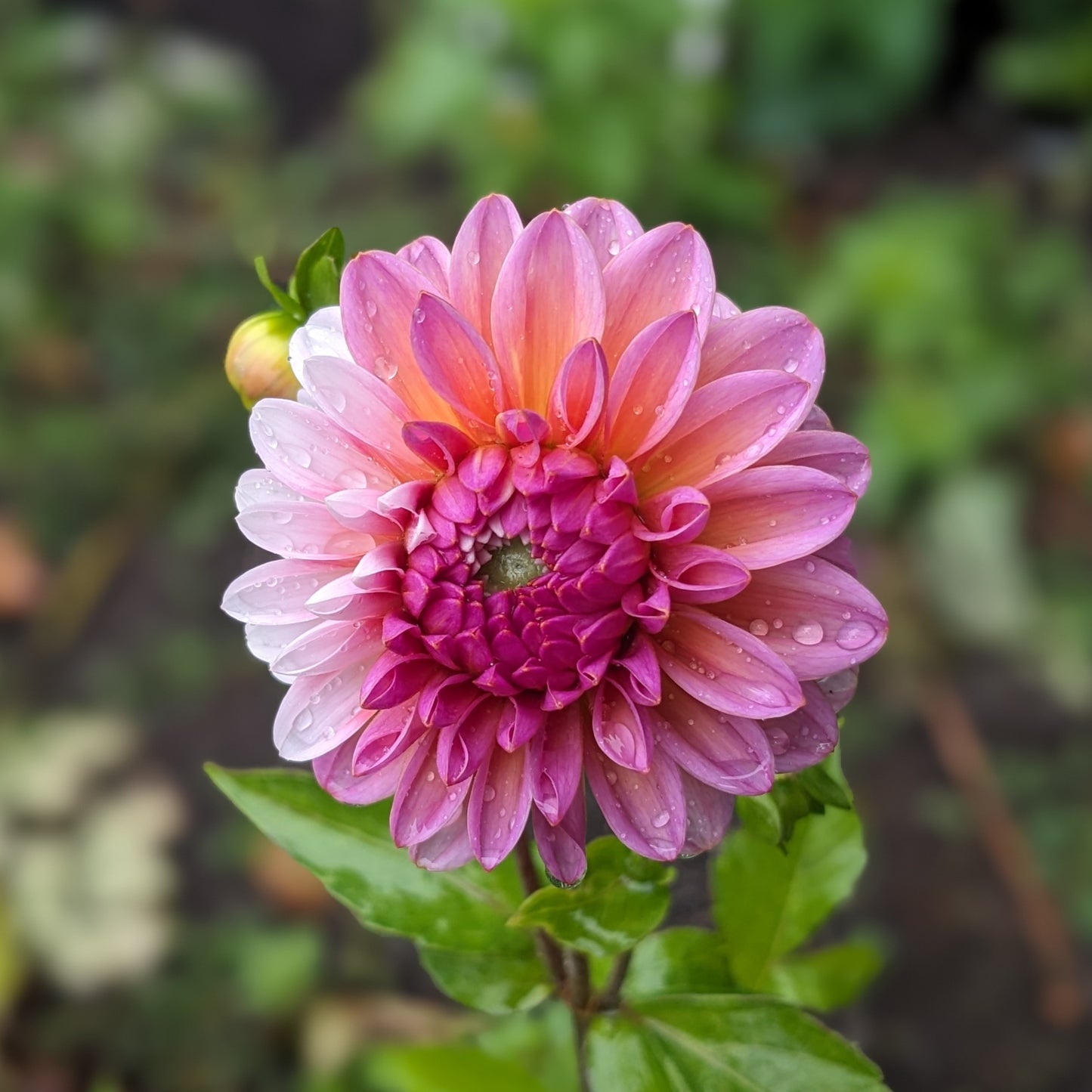 Potted Dahlia - Innocent Silence