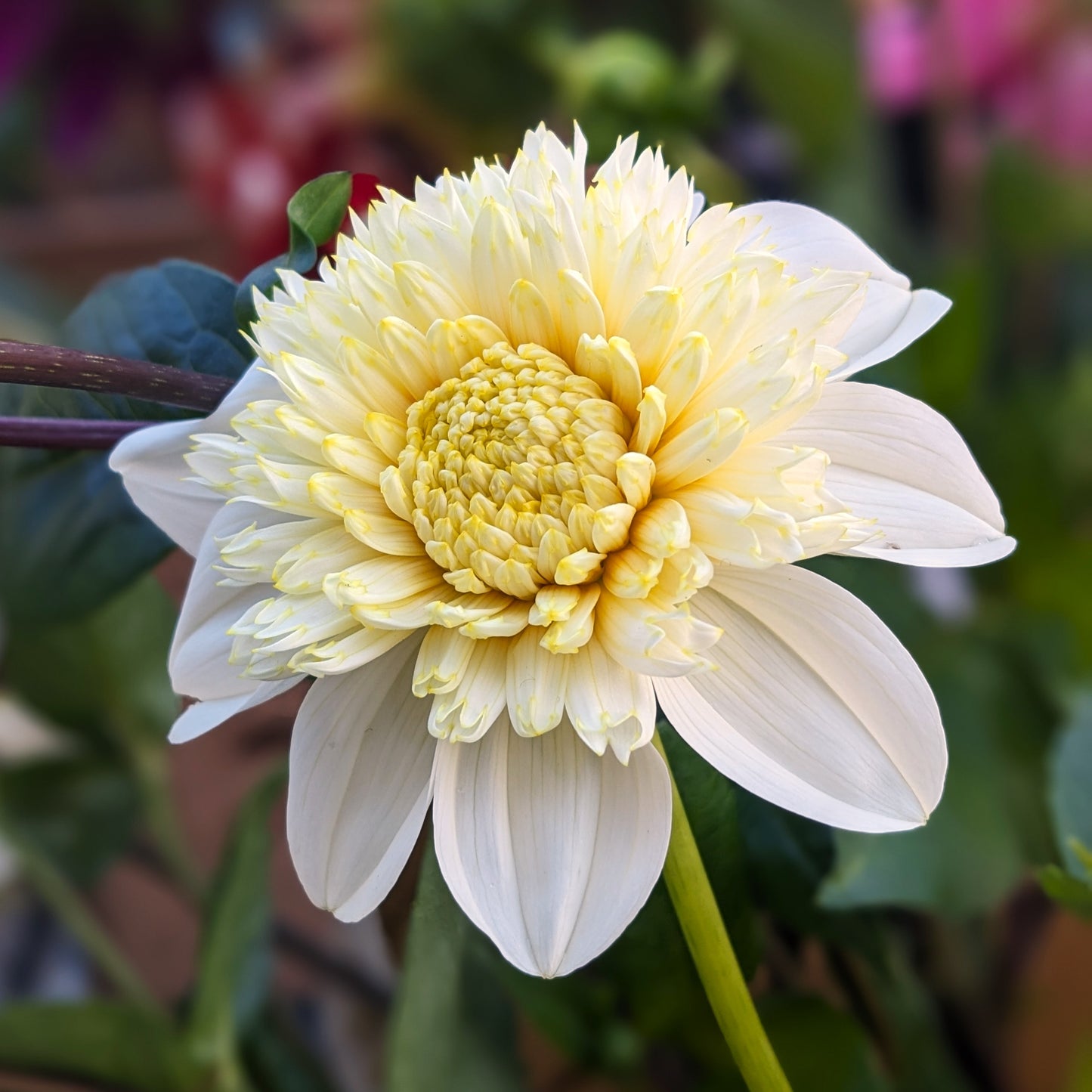 Dahlia - Platinum Blonde