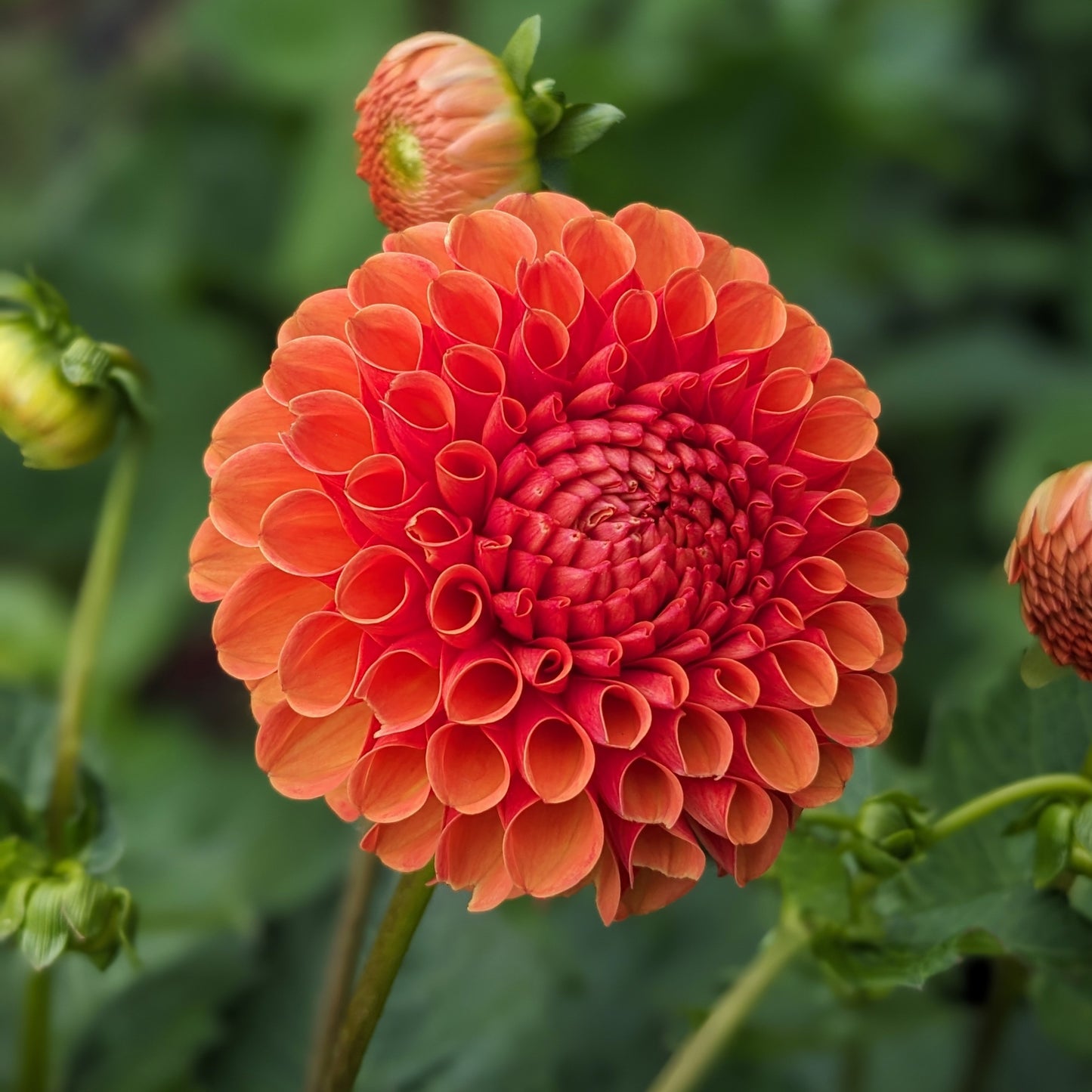 Potted Dahlia - Valley Rust Bucket