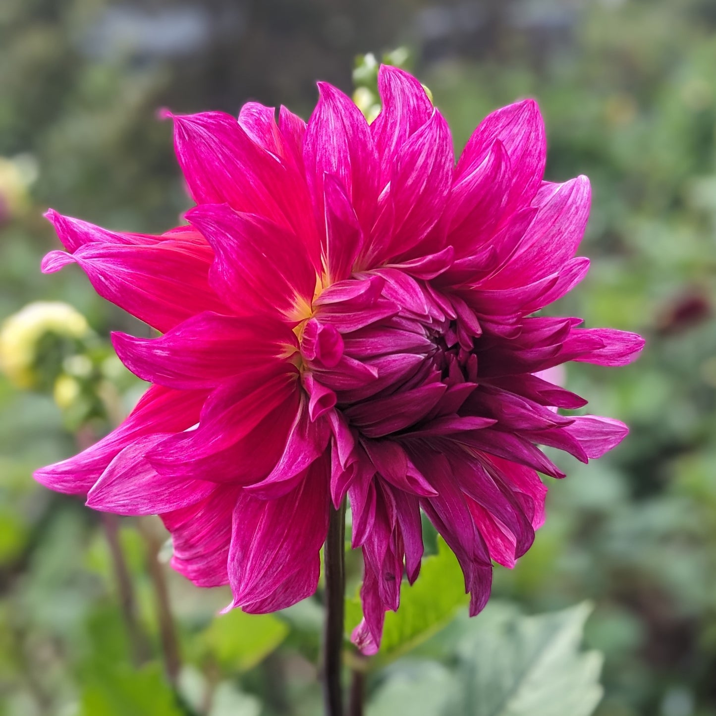 Potted Dahlia - Penhill Dark Monarch