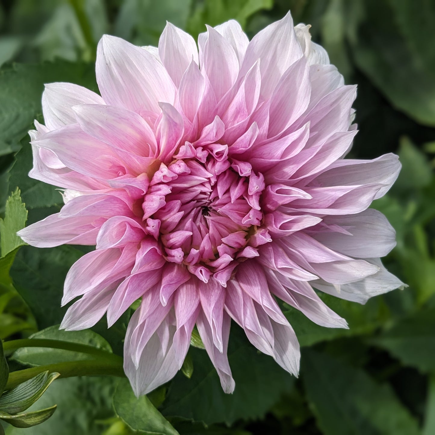 Dahlia - Shiloh Noelle