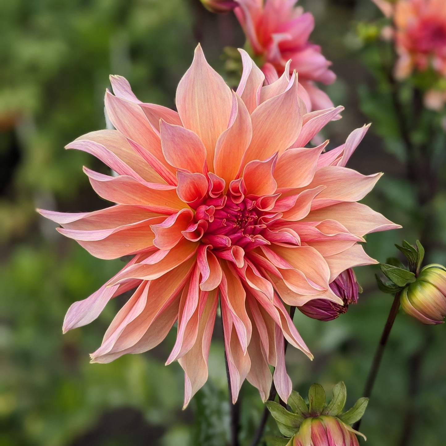 Dahlia - Labyrinth
