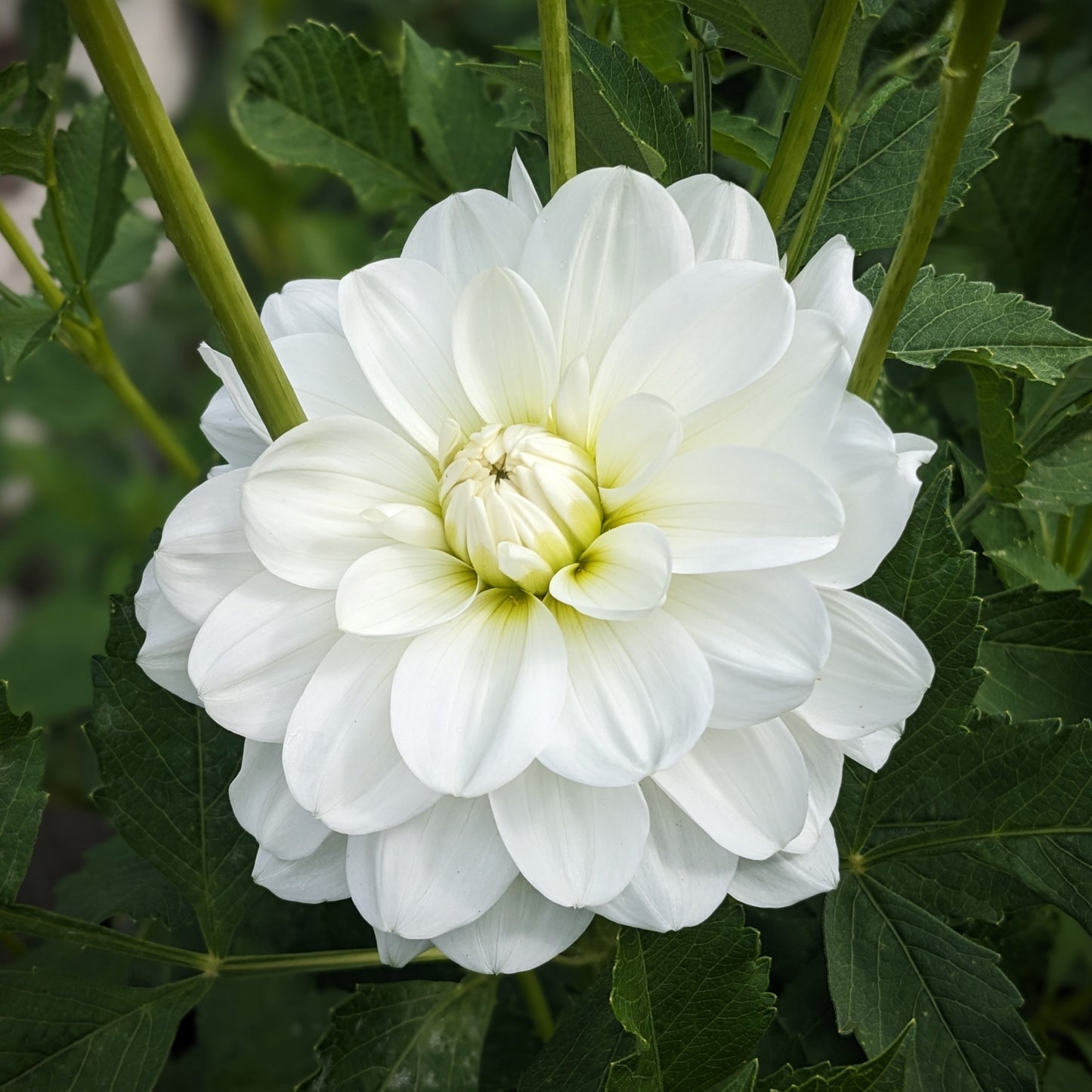 Dahlia - White Onesta