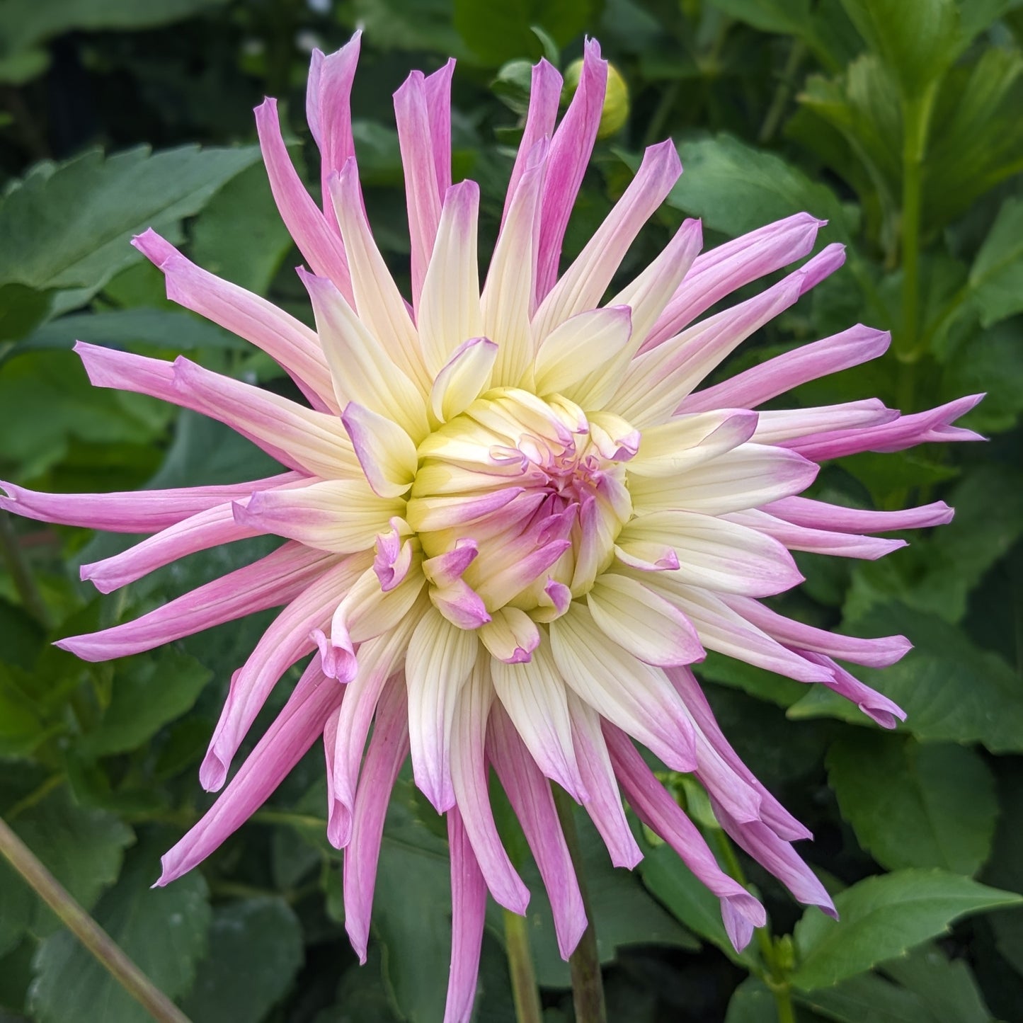 Potted Dahlia - Star's Favourite