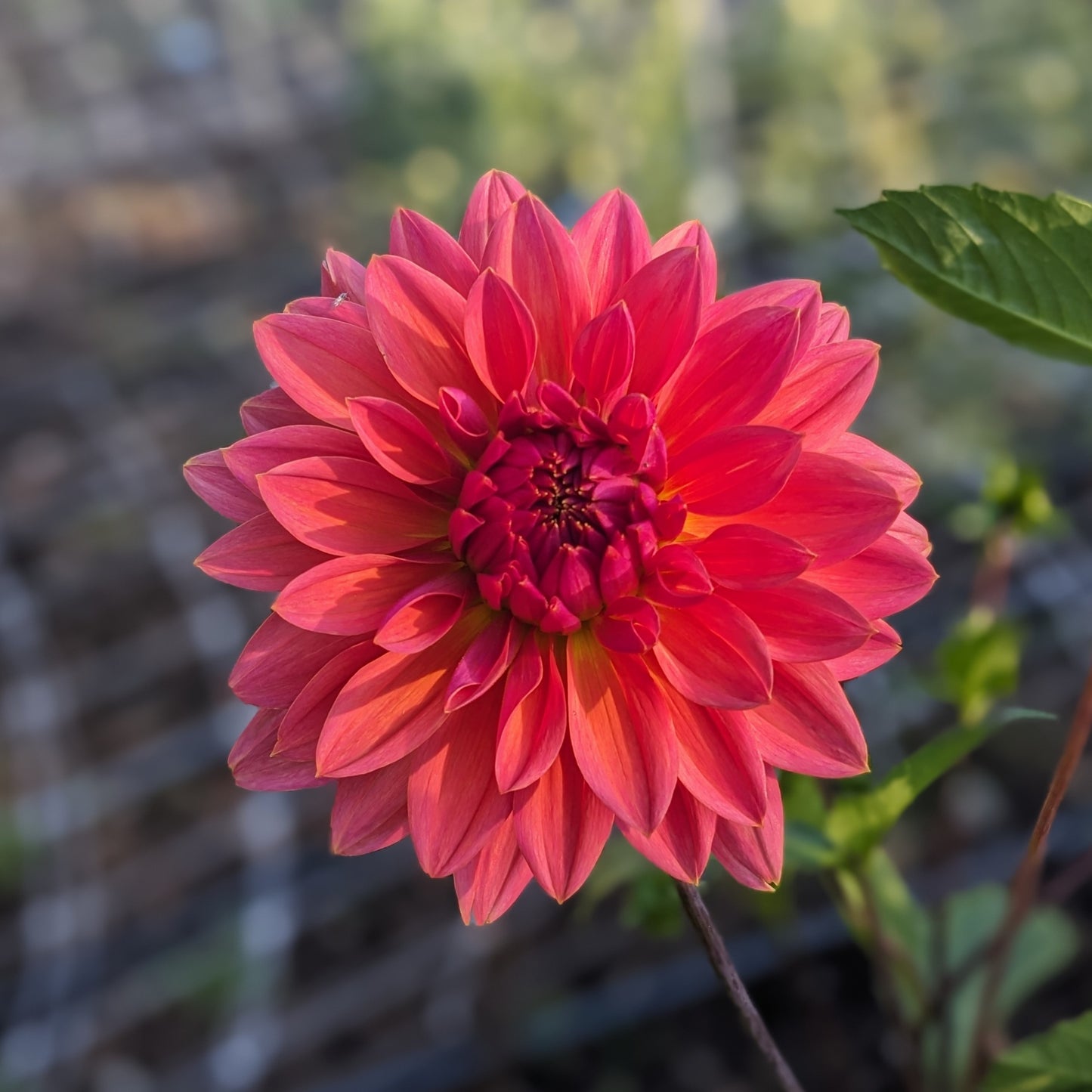Potted Dahlia - American Dawn
