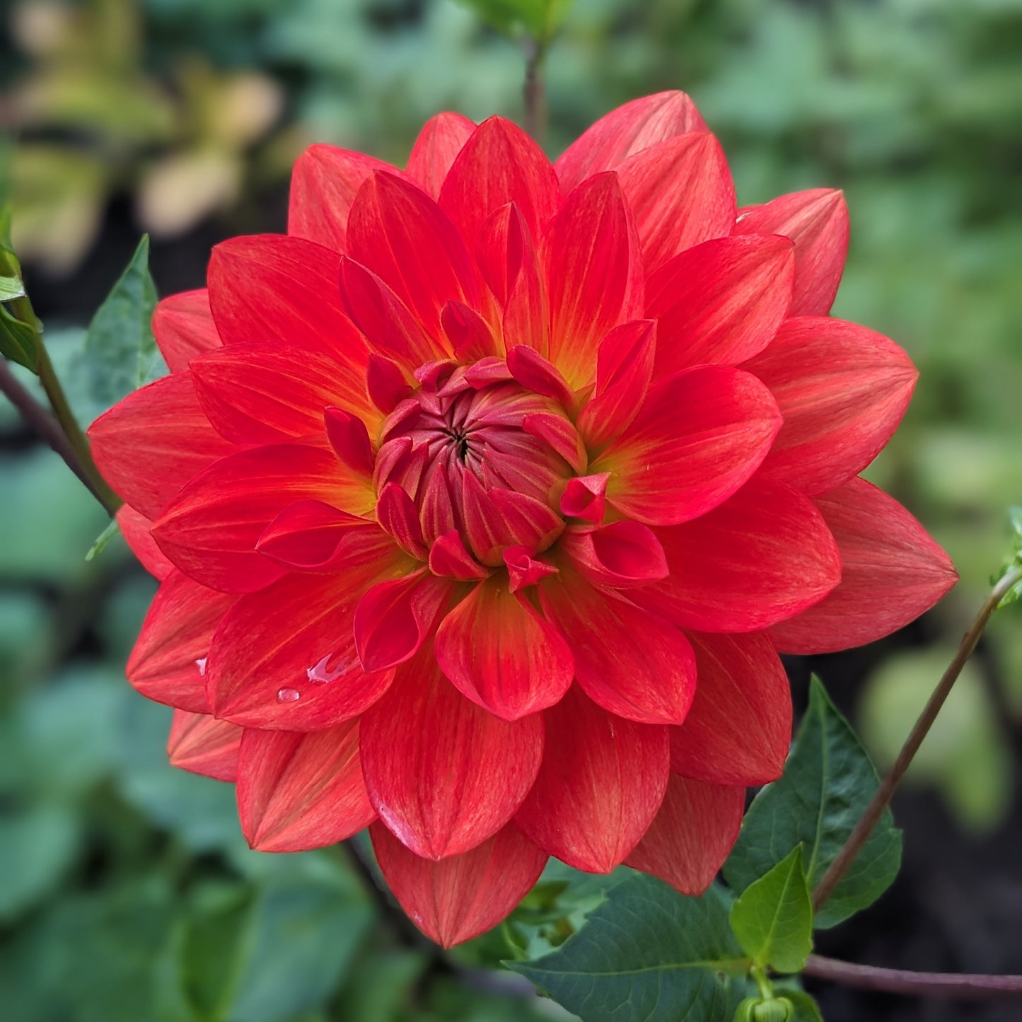 Potted Dahlia - Taratahi Ruby