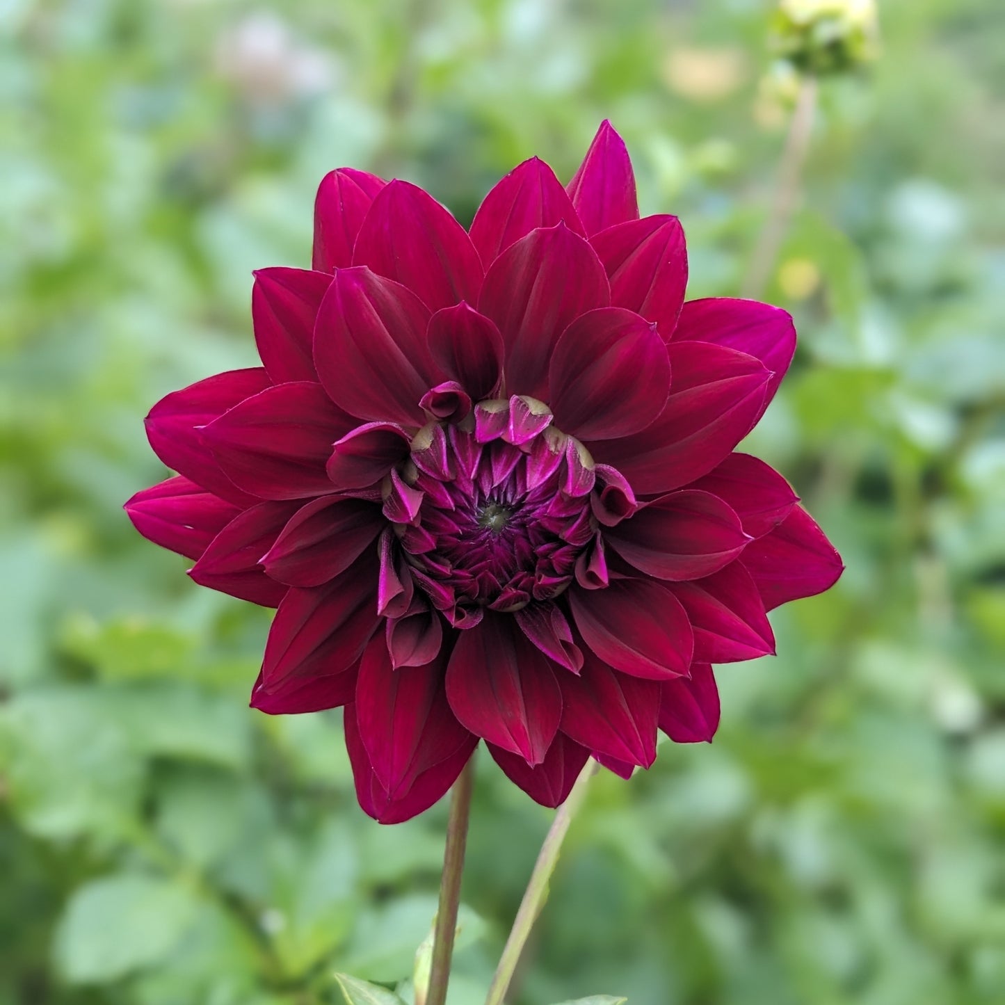 Potted Dahlia - Rip City