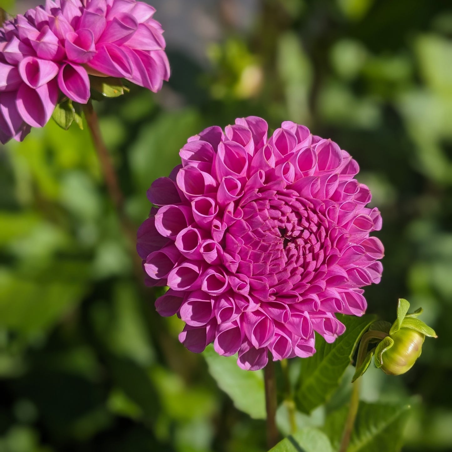 Potted Dahlia - Isabel