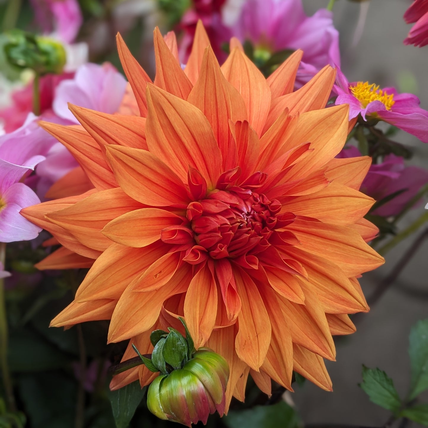 Dahlia - Colour Spectacle