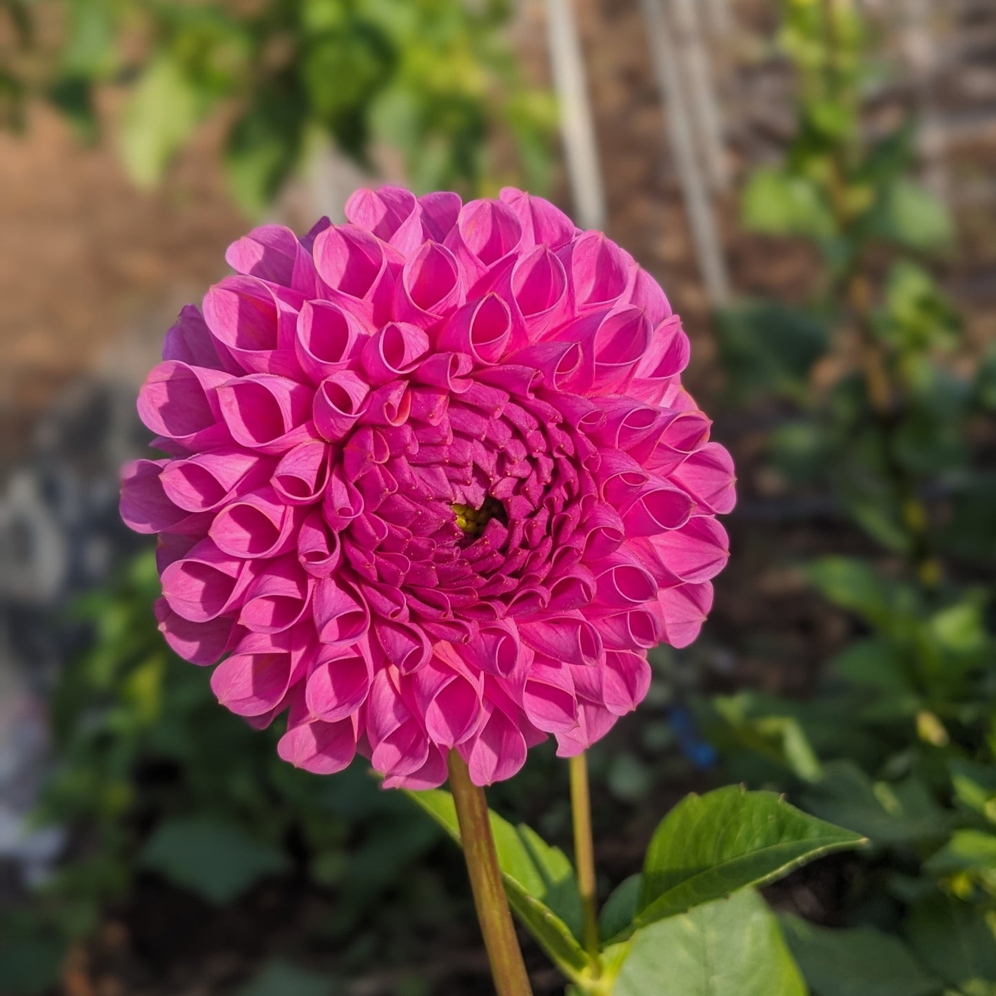 Potted Dahlia - Isabel