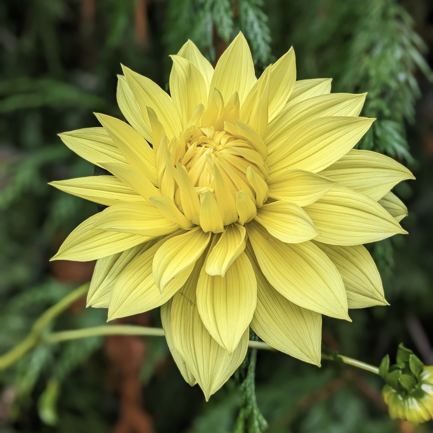 Dahlia - La Luna