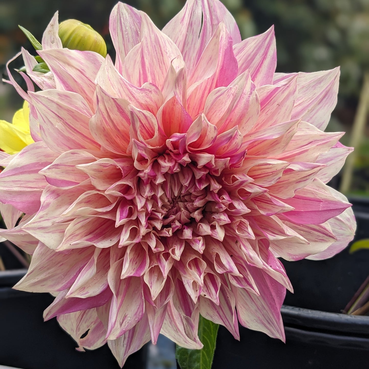Dahlia - Café Au Lait Twist